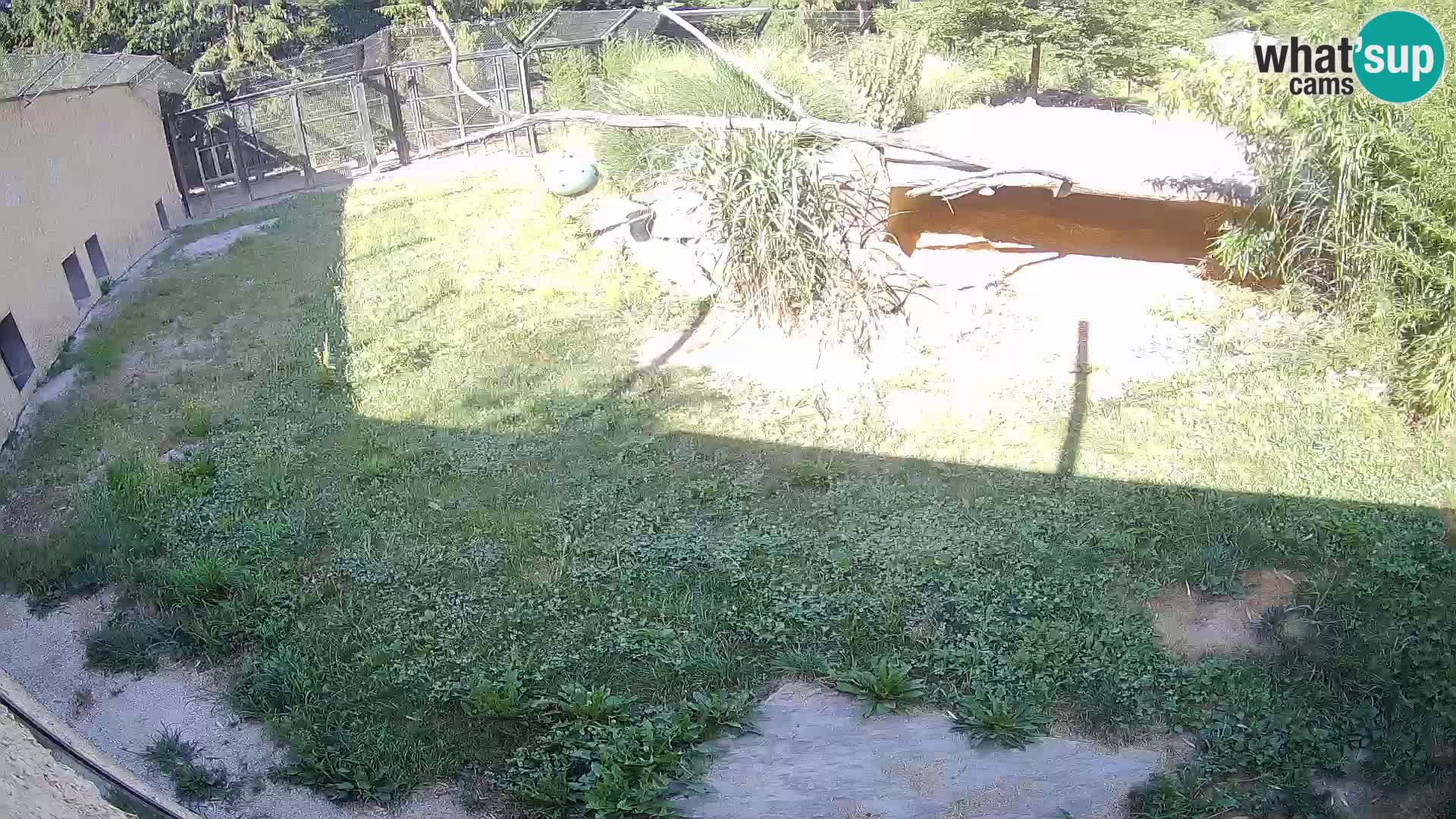 Löwe live Webcam im Zoo von Ljubljana – Slowenien