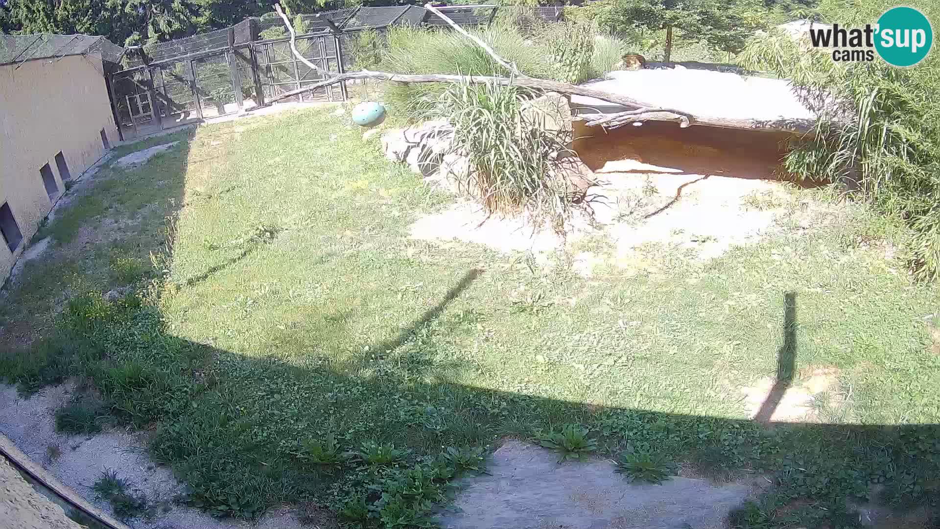 Löwe live Webcam im Zoo von Ljubljana – Slowenien