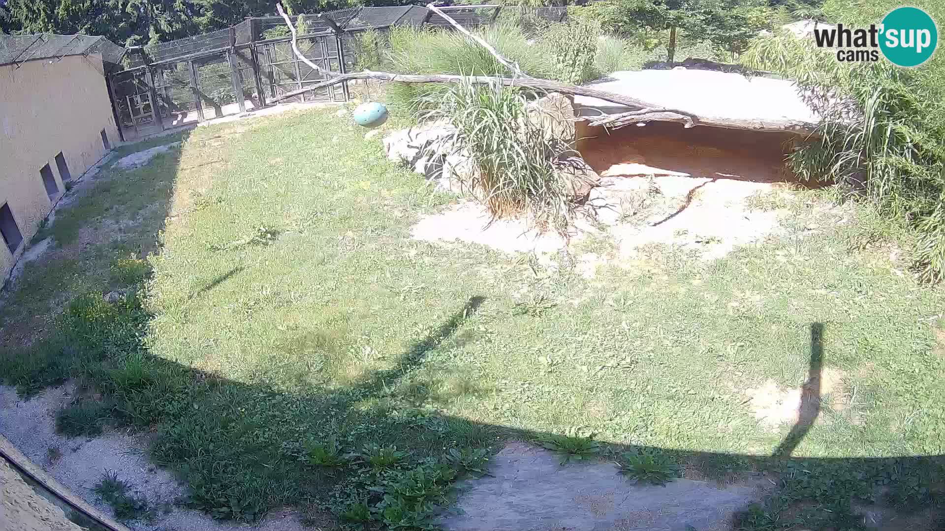 LEONE live Webcam nello zoo di Lubiana – Slovenia
