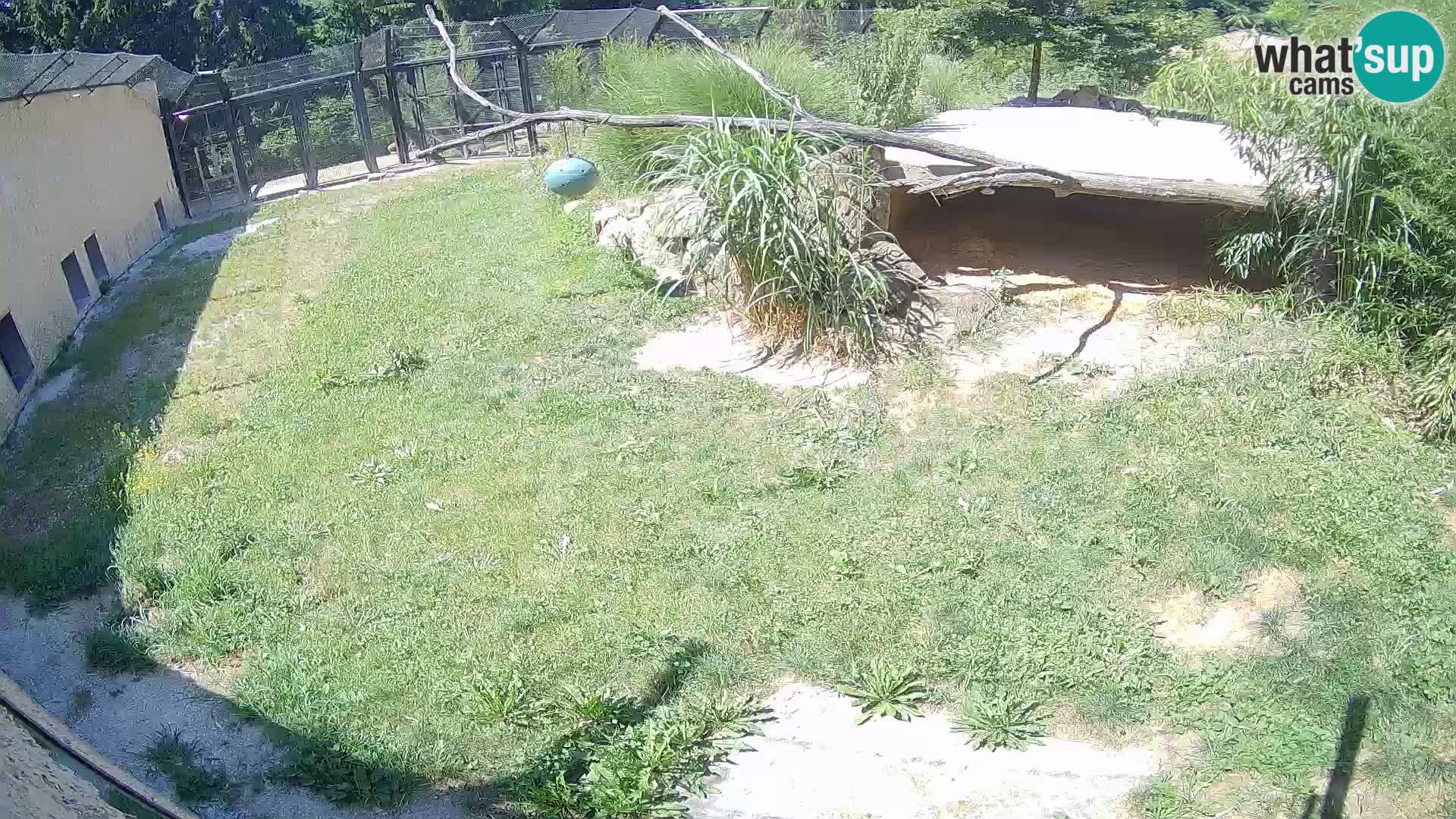 LEONE live Webcam nello zoo di Lubiana – Slovenia