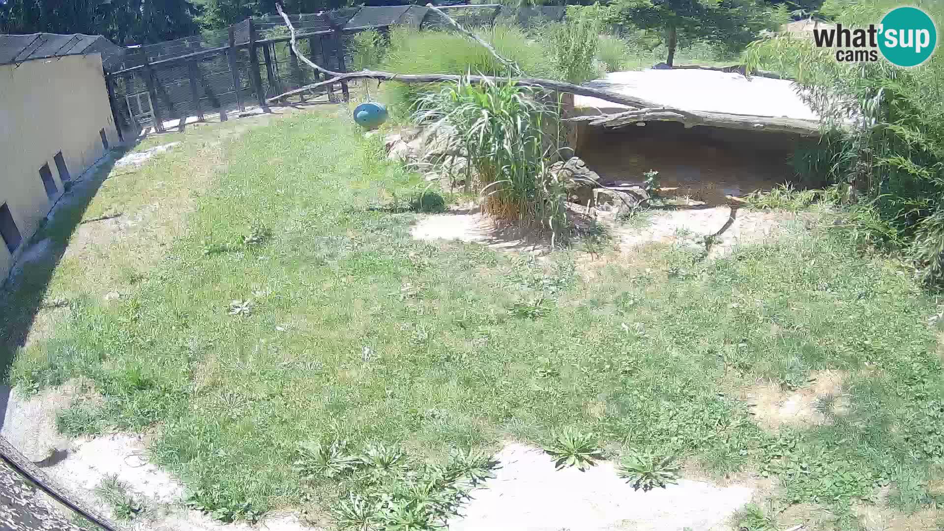 LEONE live Webcam nello zoo di Lubiana – Slovenia