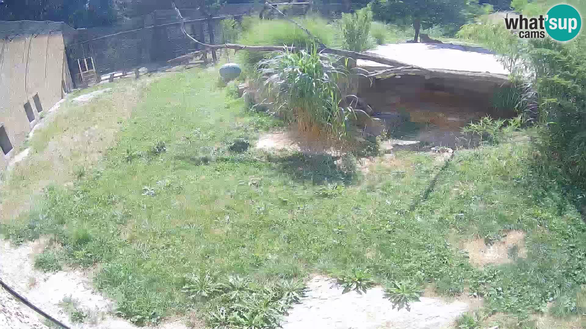 LION live Webcam in Ljubljana Zoo – Slovenia