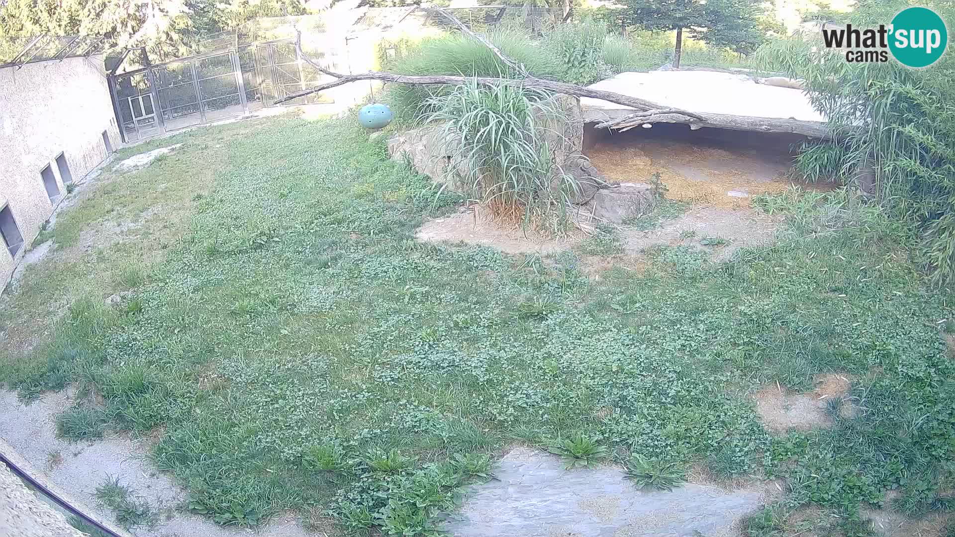 LION live Webcam in Ljubljana Zoo – Slovenia