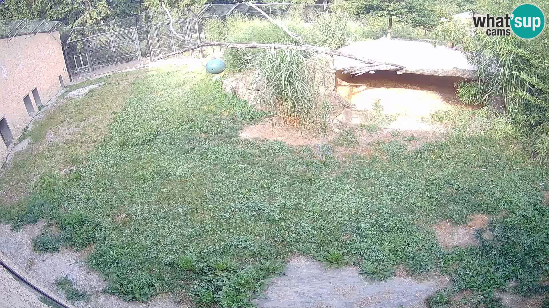 LION live Webcam in Ljubljana Zoo – Slovenia