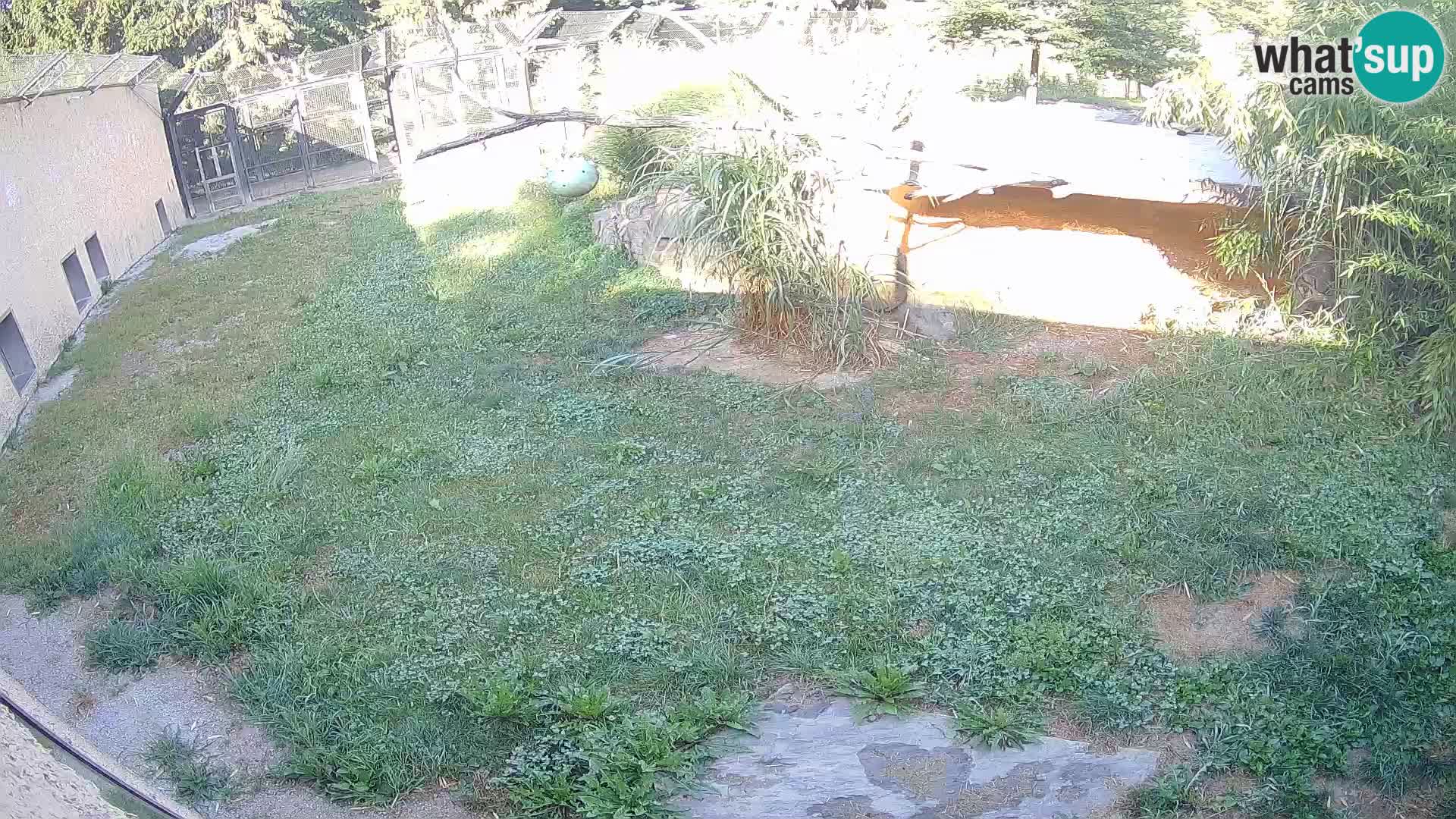 LION live Webcam in Ljubljana Zoo – Slovenia
