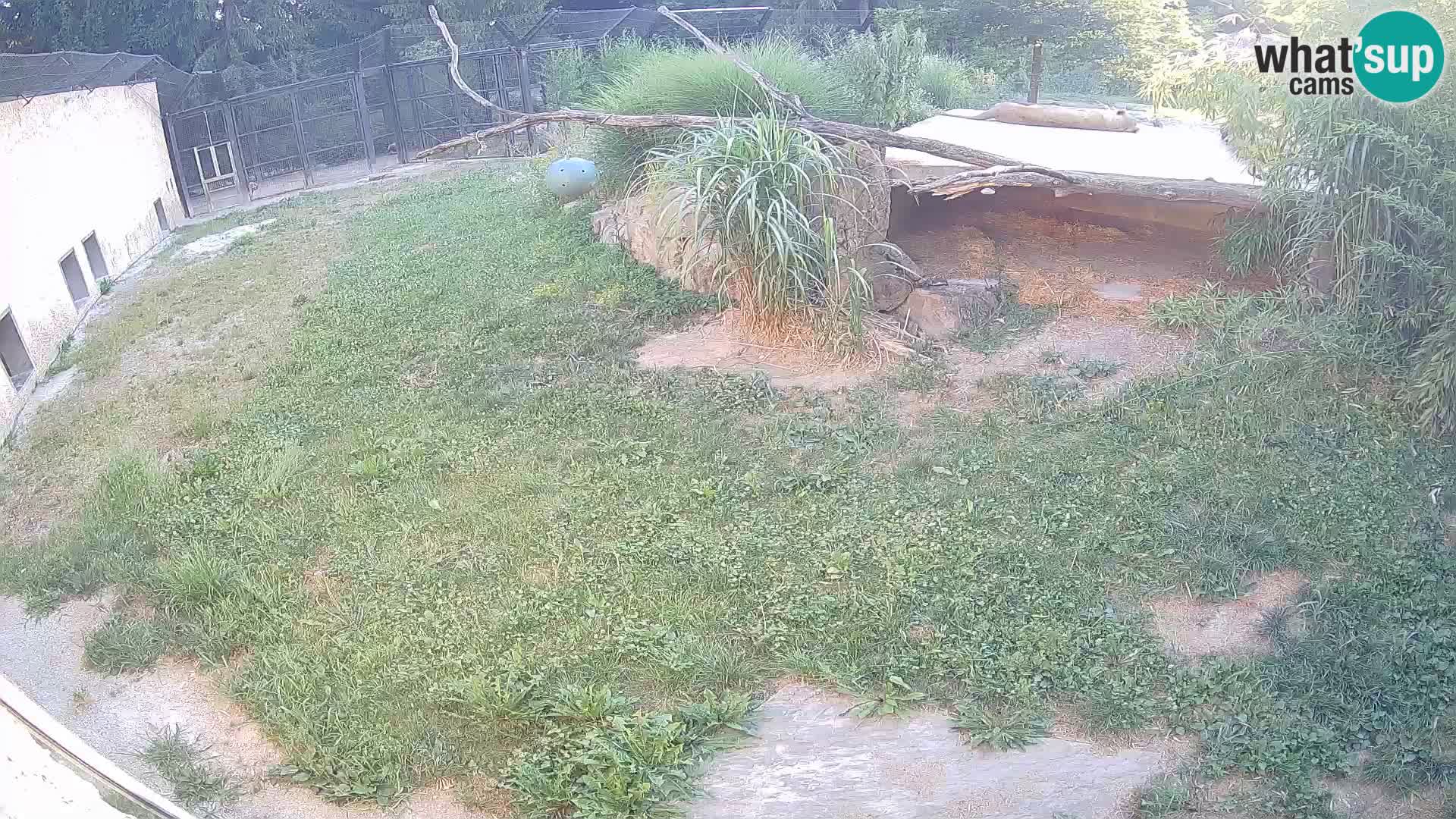 Löwe live Webcam im Zoo von Ljubljana – Slowenien