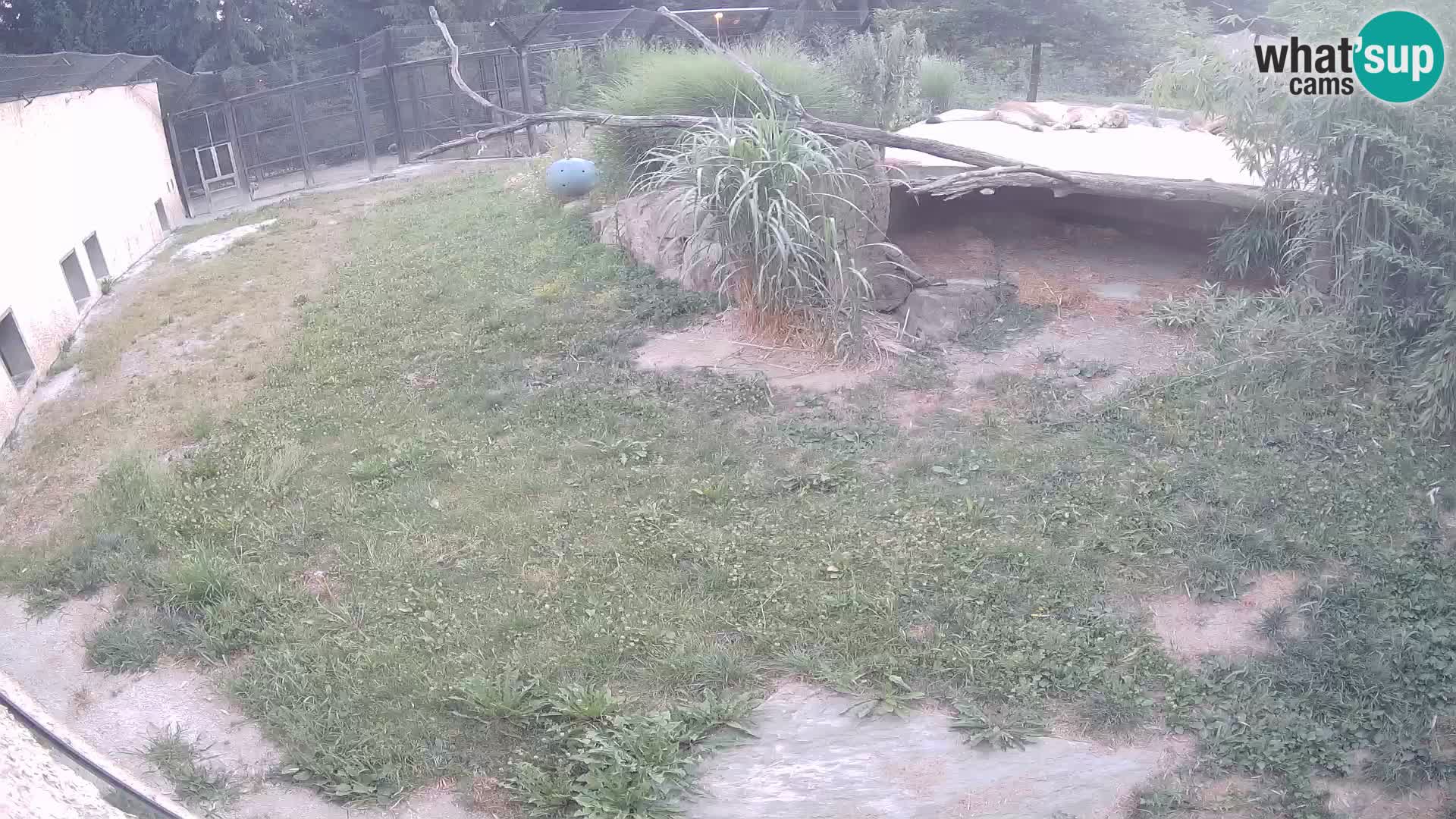 Löwe live Webcam im Zoo von Ljubljana – Slowenien