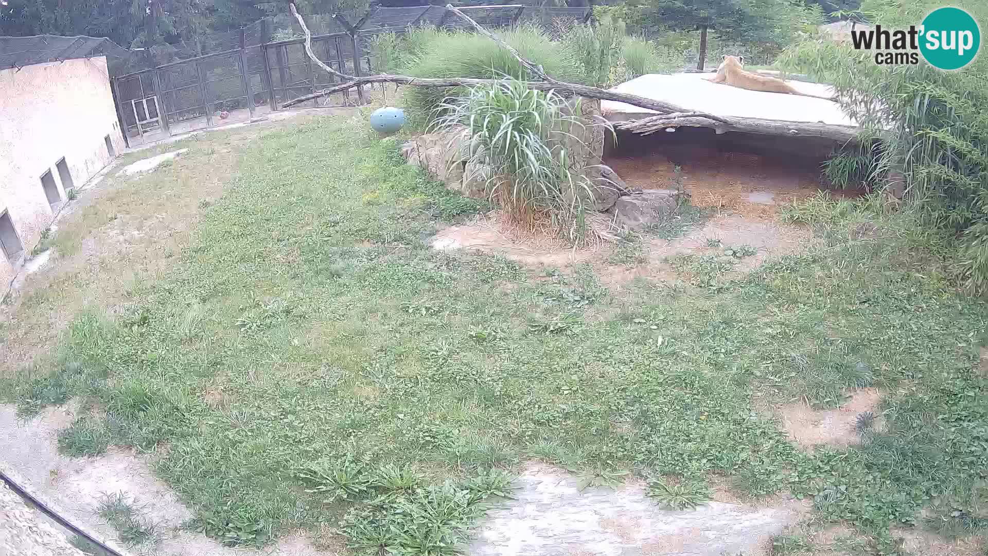 LEONE live Webcam nello zoo di Lubiana – Slovenia