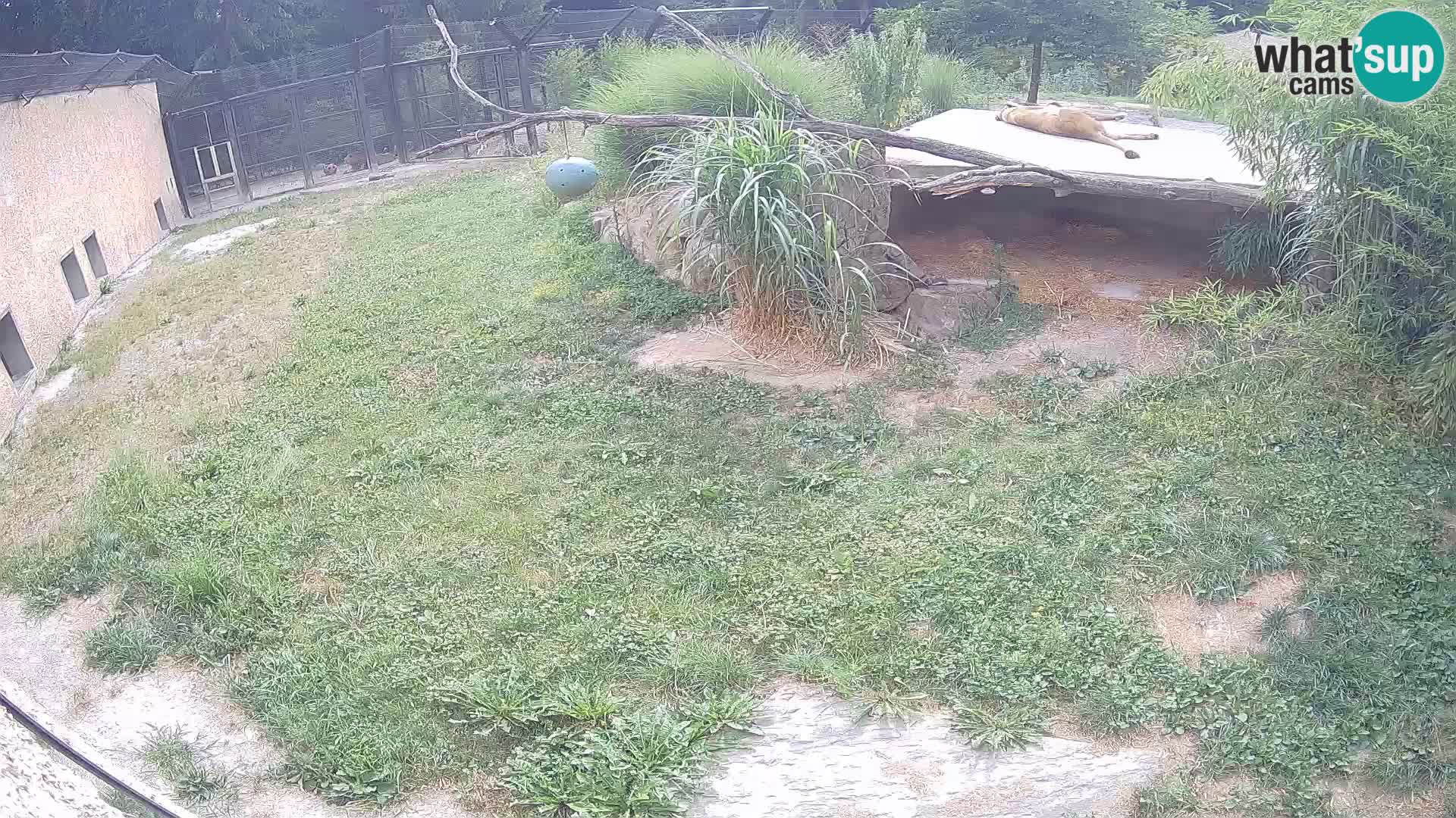 LEONE live Webcam nello zoo di Lubiana – Slovenia