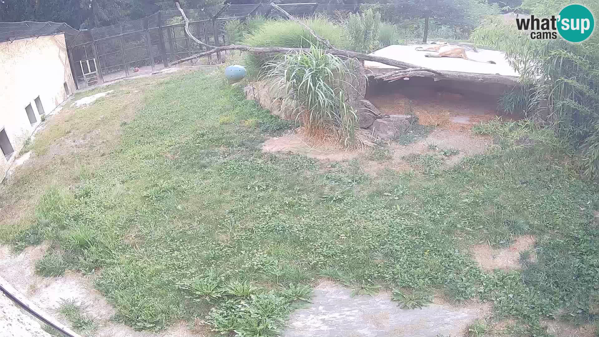 LEONE live Webcam nello zoo di Lubiana – Slovenia