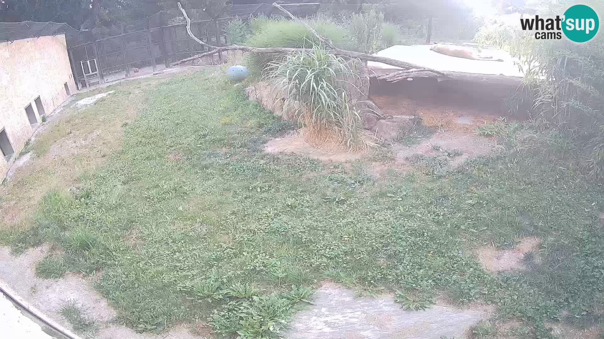 LION webcam en direct du zoo de Ljubljana – Slovénie