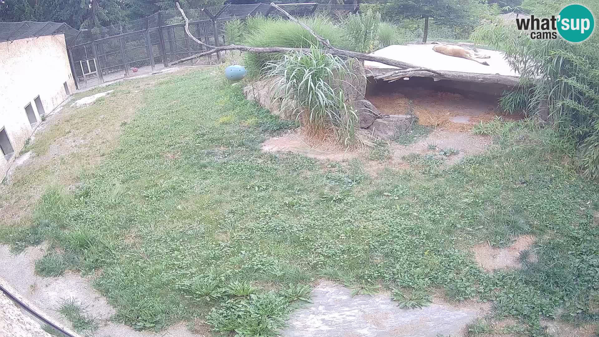 LEON Webcam en vivo en Ljubljana Zoo – Eslovenia