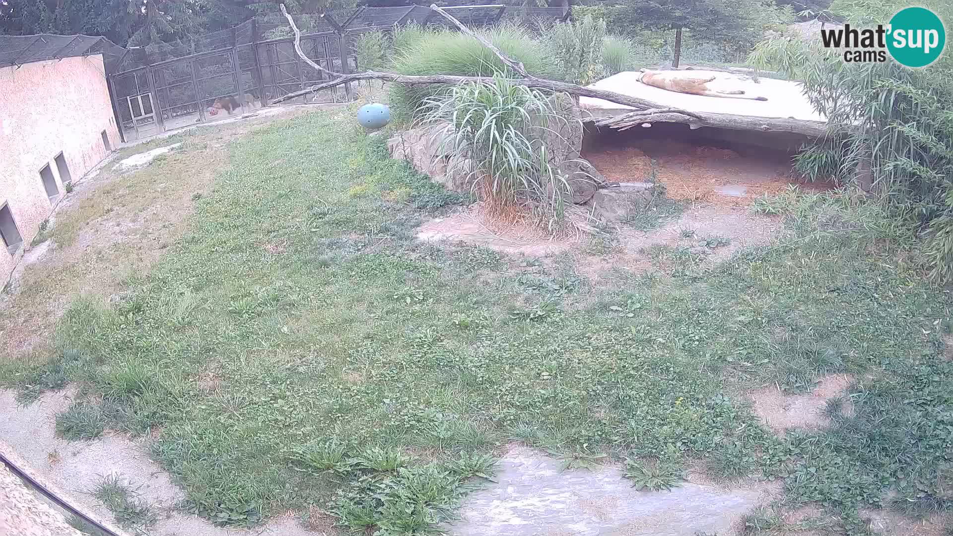 LION webcam en direct du zoo de Ljubljana – Slovénie