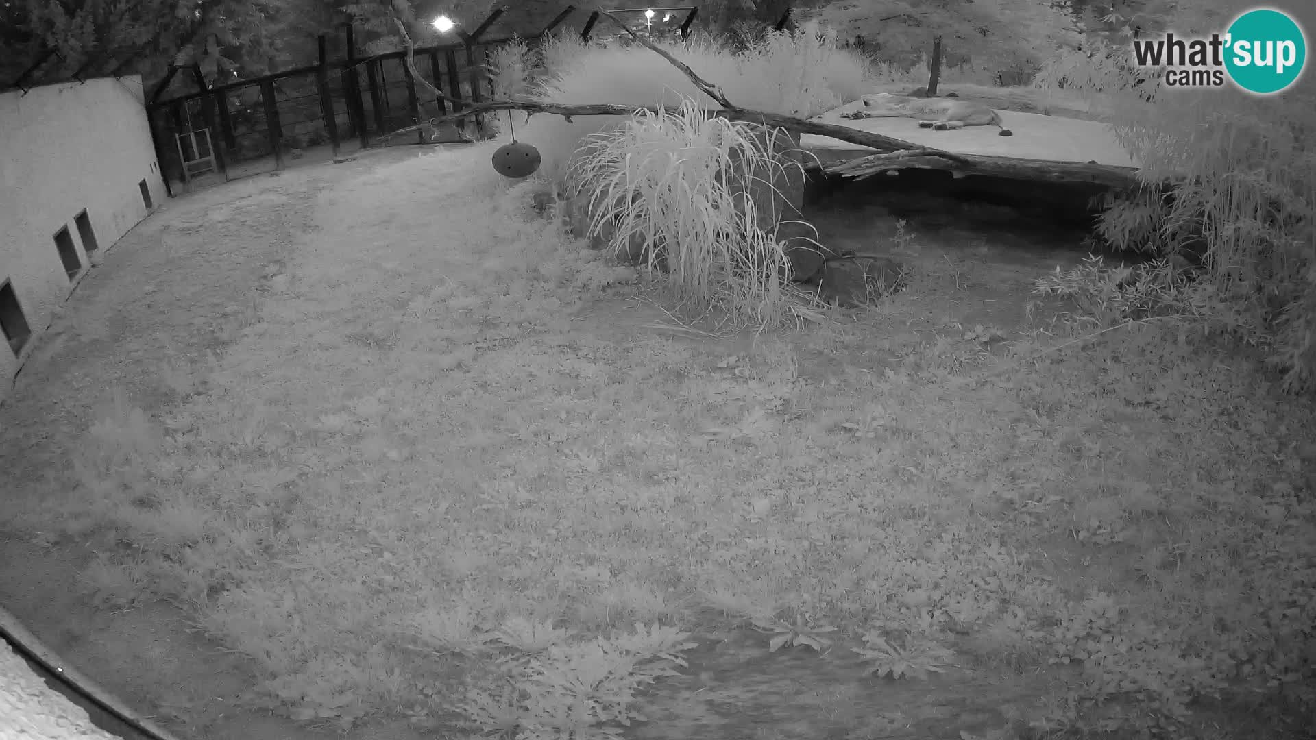 LION webcam en direct du zoo de Ljubljana – Slovénie
