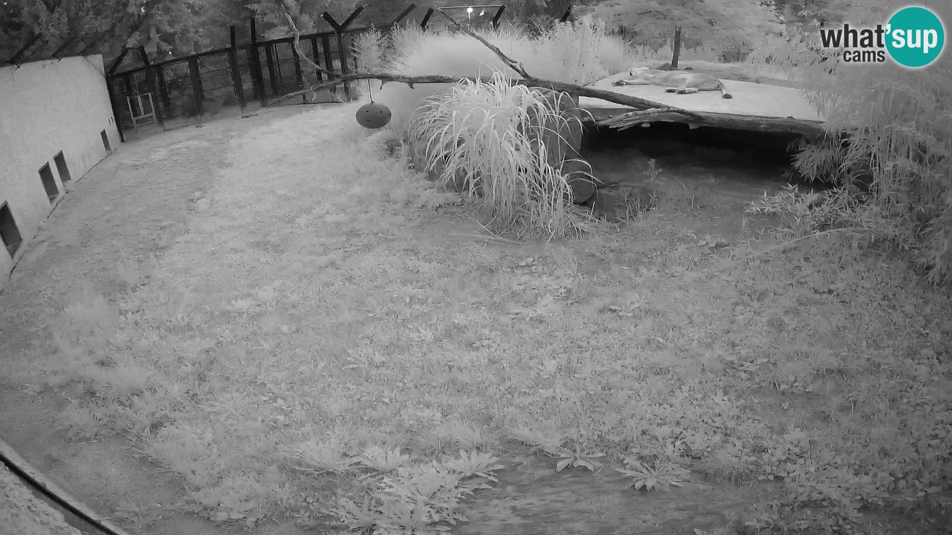 LION webcam en direct du zoo de Ljubljana – Slovénie