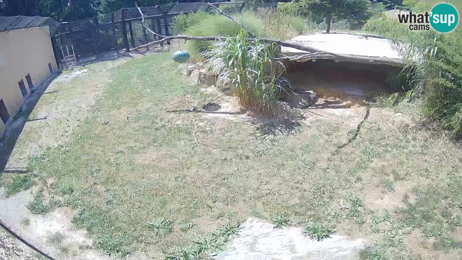 LION webcam en direct du zoo de Ljubljana – Slovénie