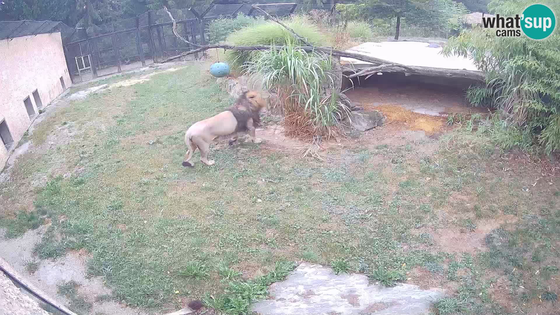 LEVI spletna kamera v živalskem vrtu Ljubljana Zoo