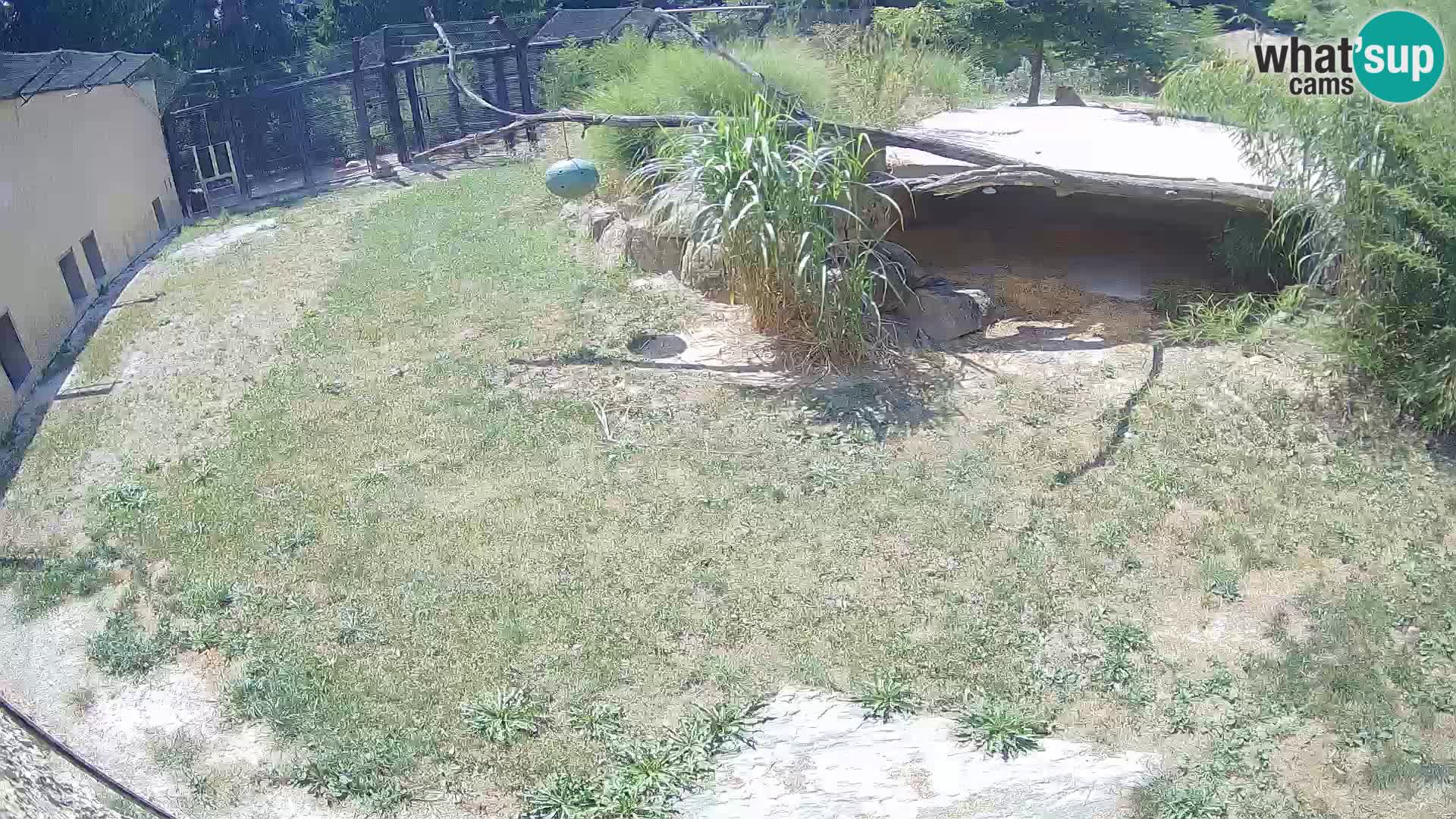 LEVI spletna kamera v živalskem vrtu Ljubljana Zoo