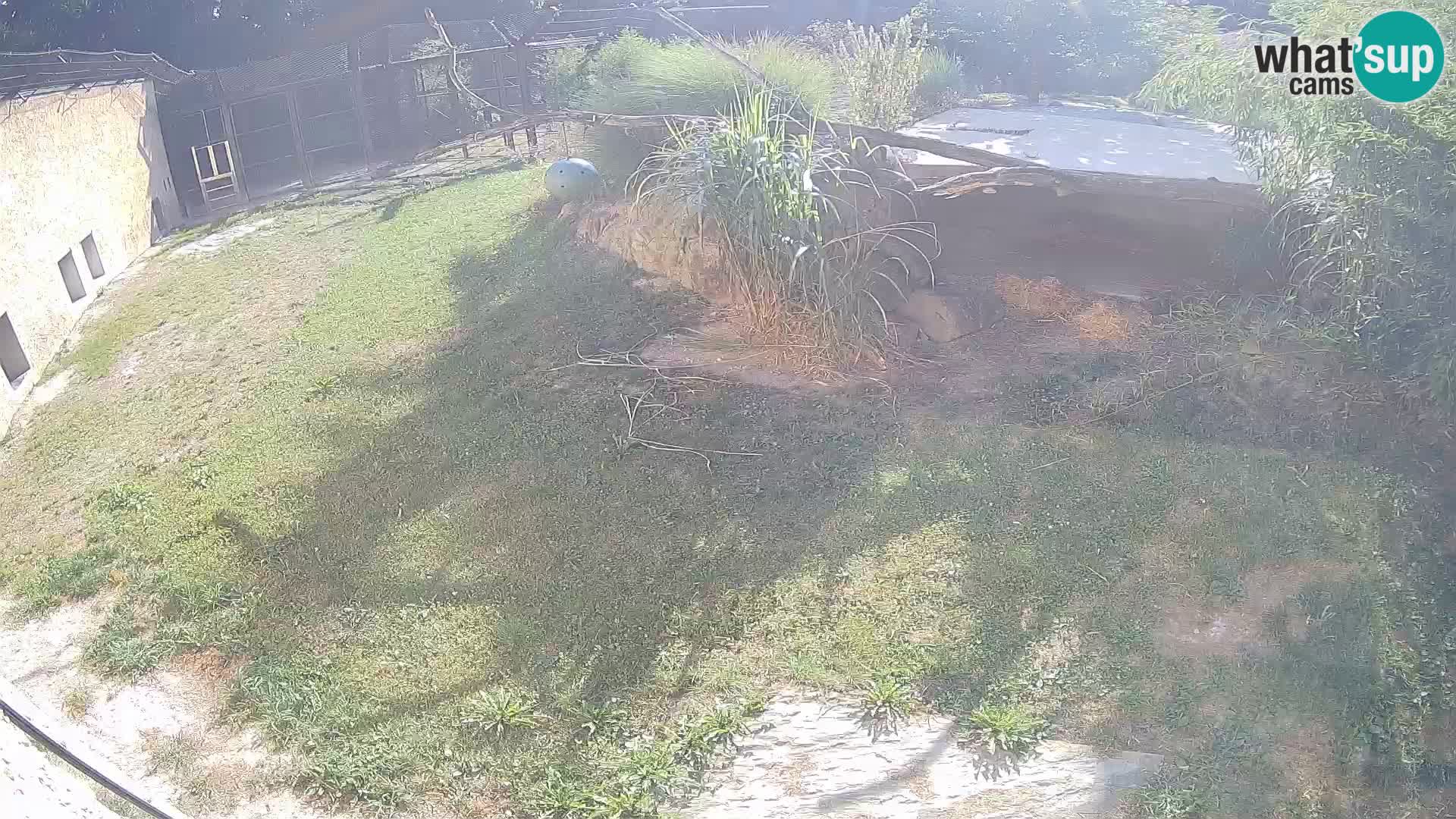 LION live Webcam in Ljubljana Zoo – Slovenia