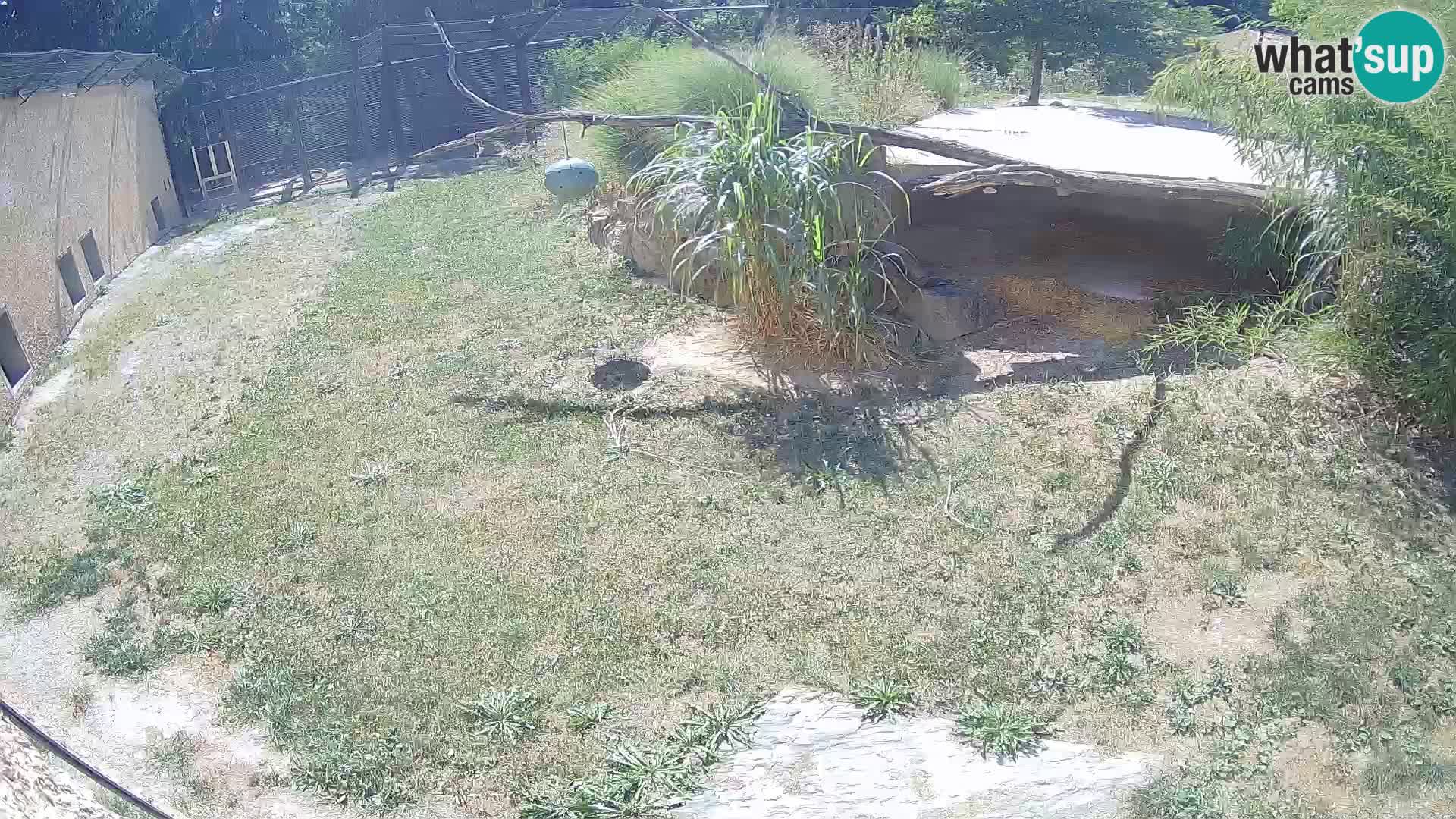 LION webcam en direct du zoo de Ljubljana – Slovénie