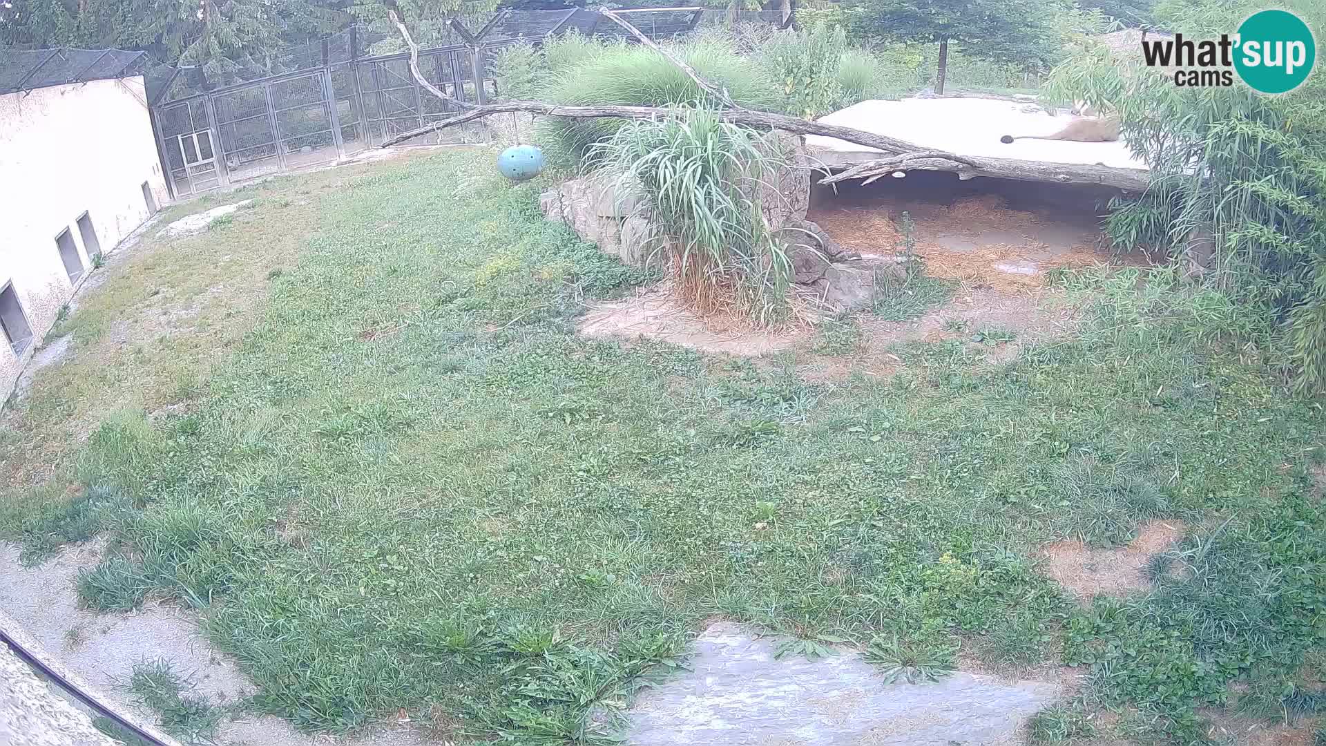 Lavovi web kamera uživo u ljubljanskom zoološkom vrtu – Slovenija