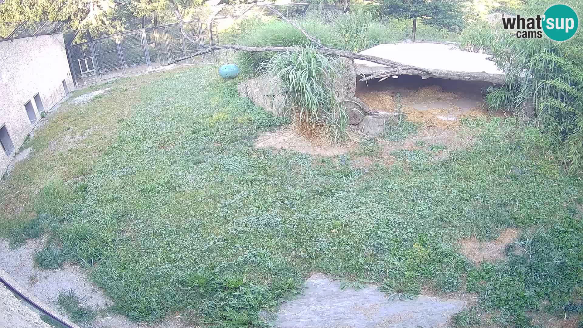 Lavovi web kamera uživo u ljubljanskom zoološkom vrtu – Slovenija