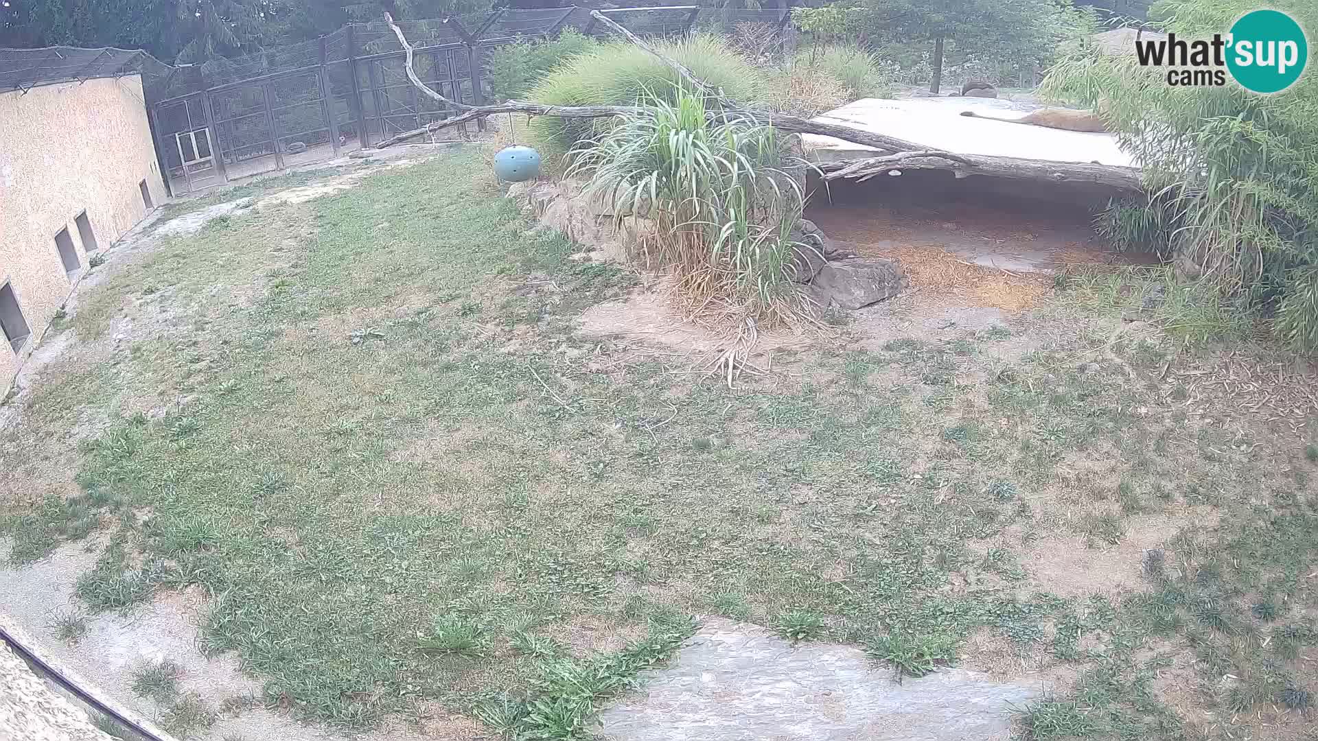 LEON Webcam en vivo en Ljubljana Zoo – Eslovenia