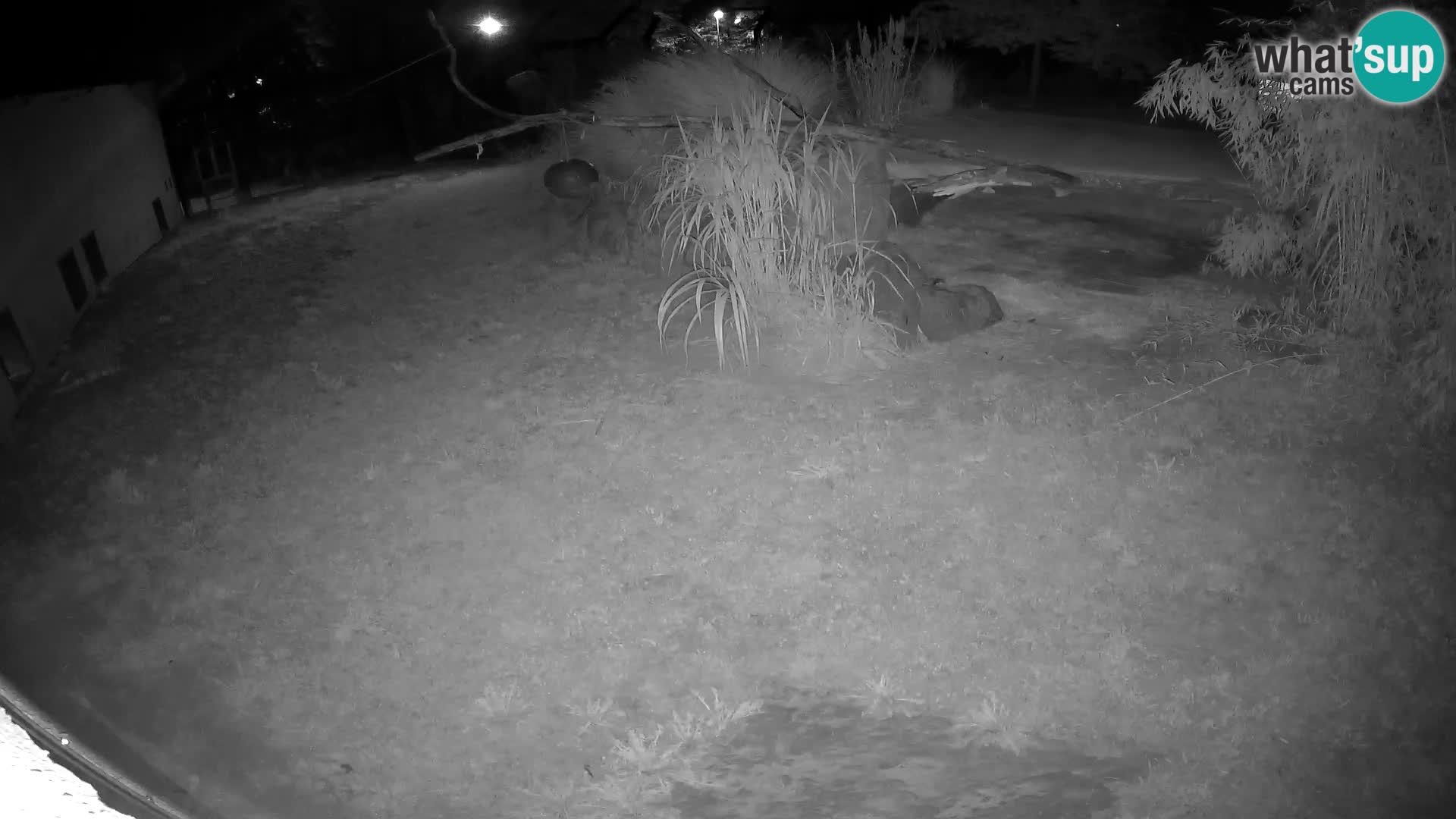 LION live Webcam in Ljubljana Zoo – Slovenia