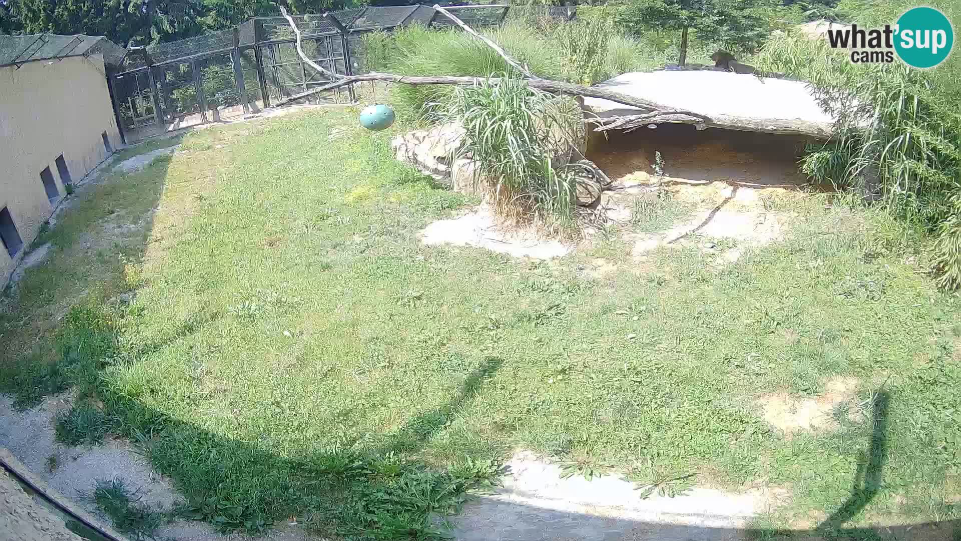 LION live Webcam in Ljubljana Zoo – Slovenia