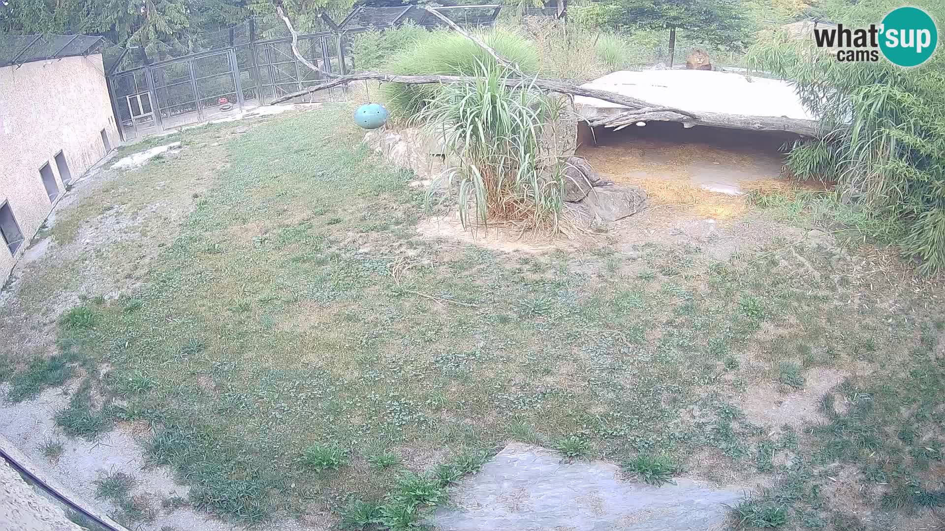 LEON Webcam en vivo en Ljubljana Zoo – Eslovenia