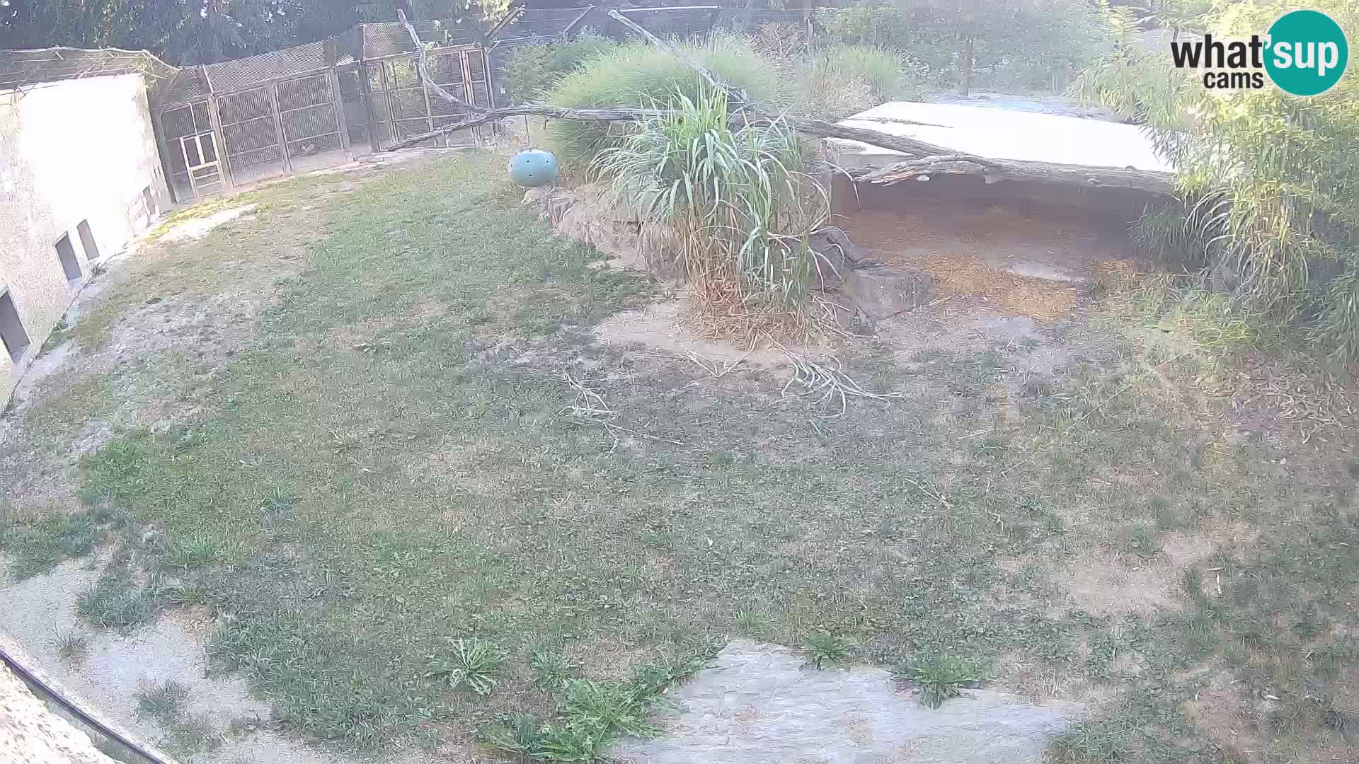 LEON Webcam en vivo en Ljubljana Zoo – Eslovenia