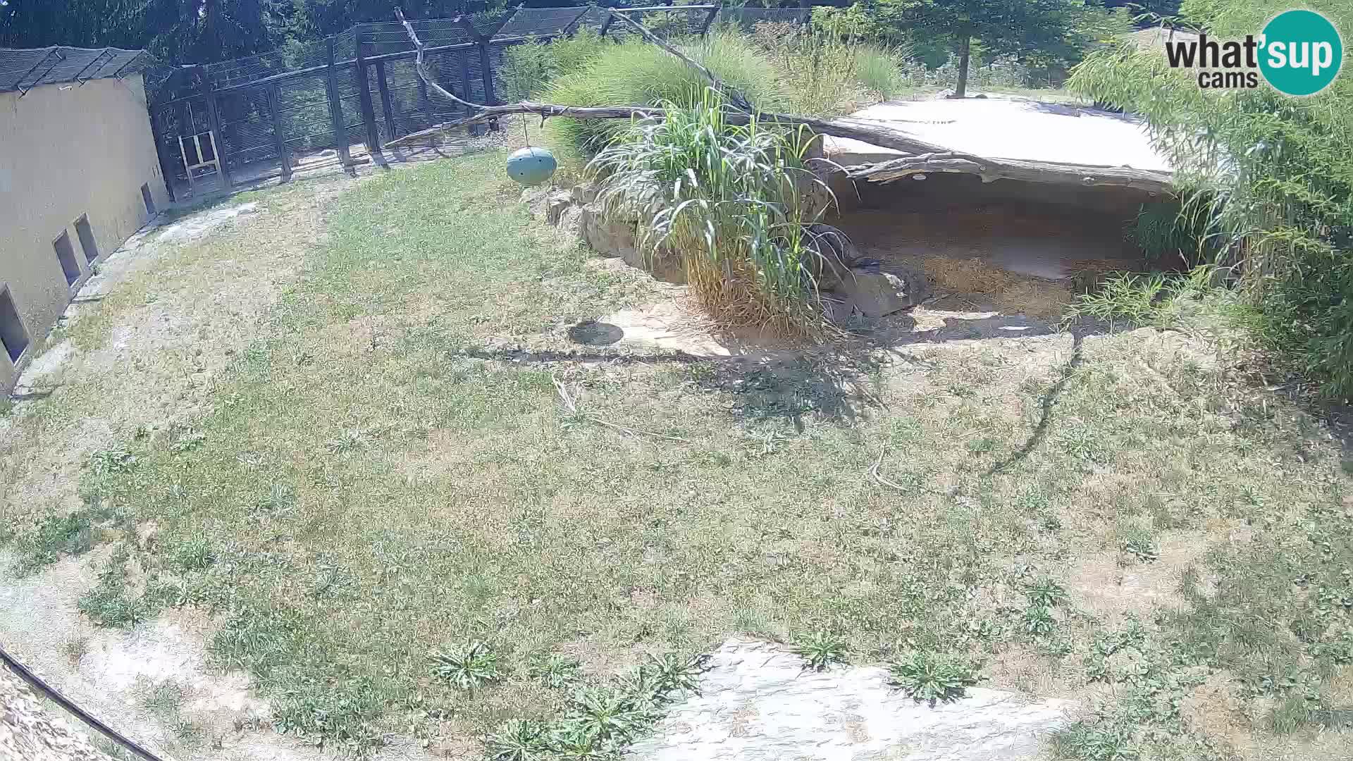 LION live Webcam in Ljubljana Zoo – Slovenia