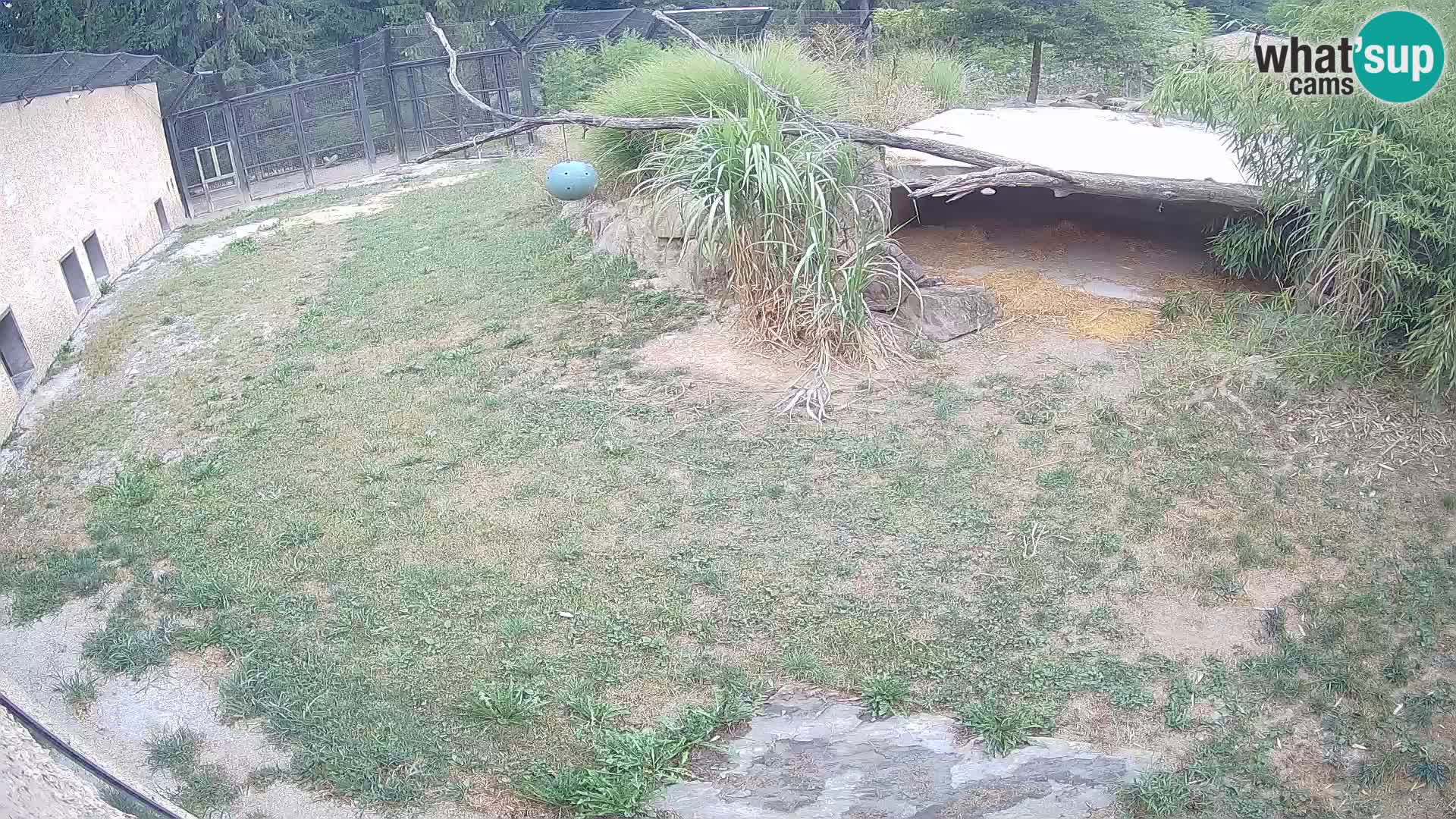 LION live Webcam in Ljubljana Zoo – Slovenia