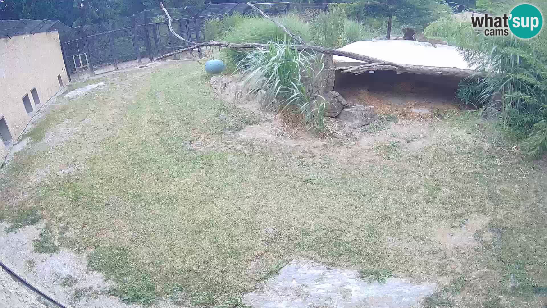 LION live Webcam in Ljubljana Zoo – Slovenia