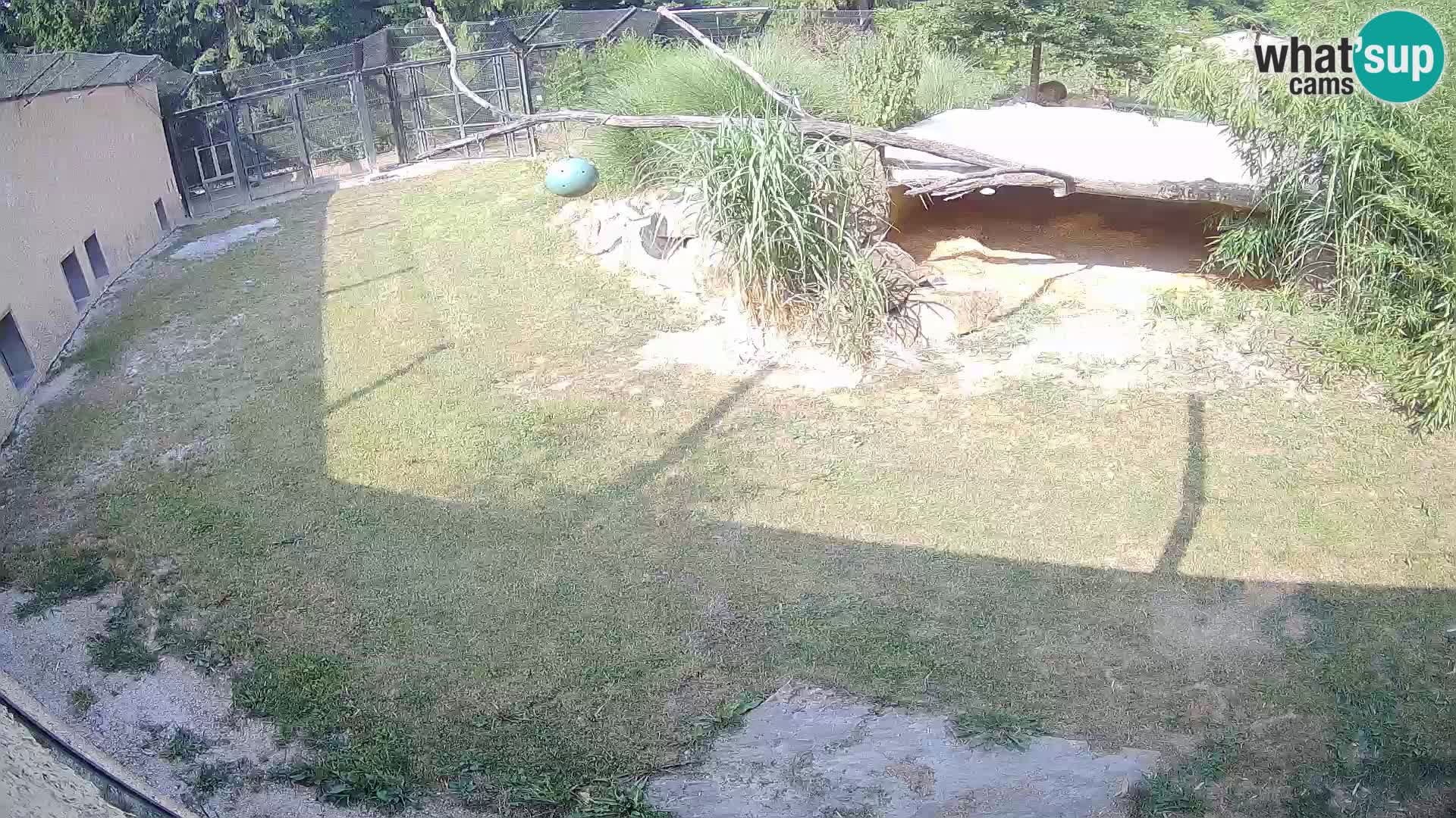 LION live Webcam in Ljubljana Zoo – Slovenia