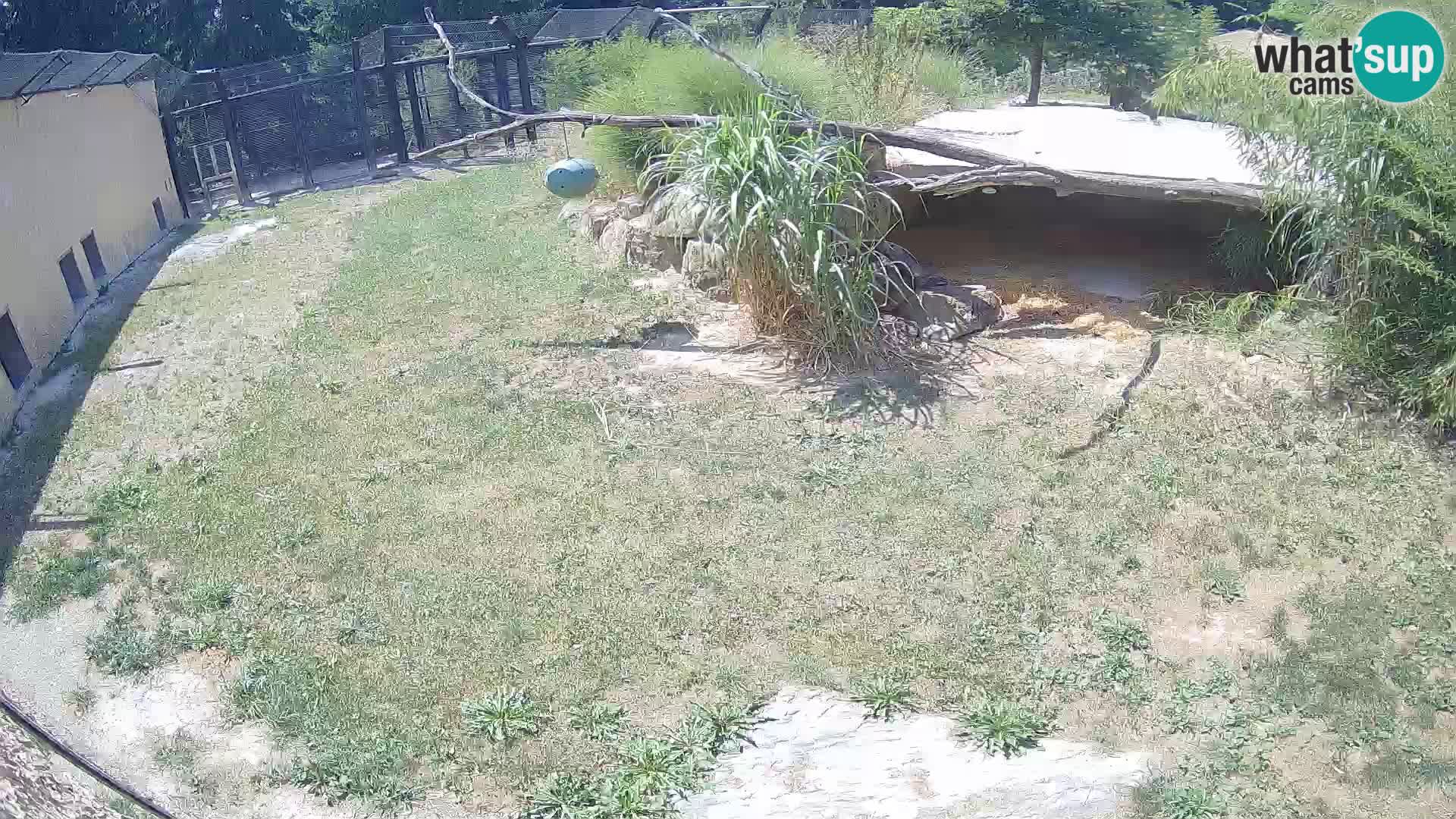 Löwe live Webcam im Zoo von Ljubljana – Slowenien