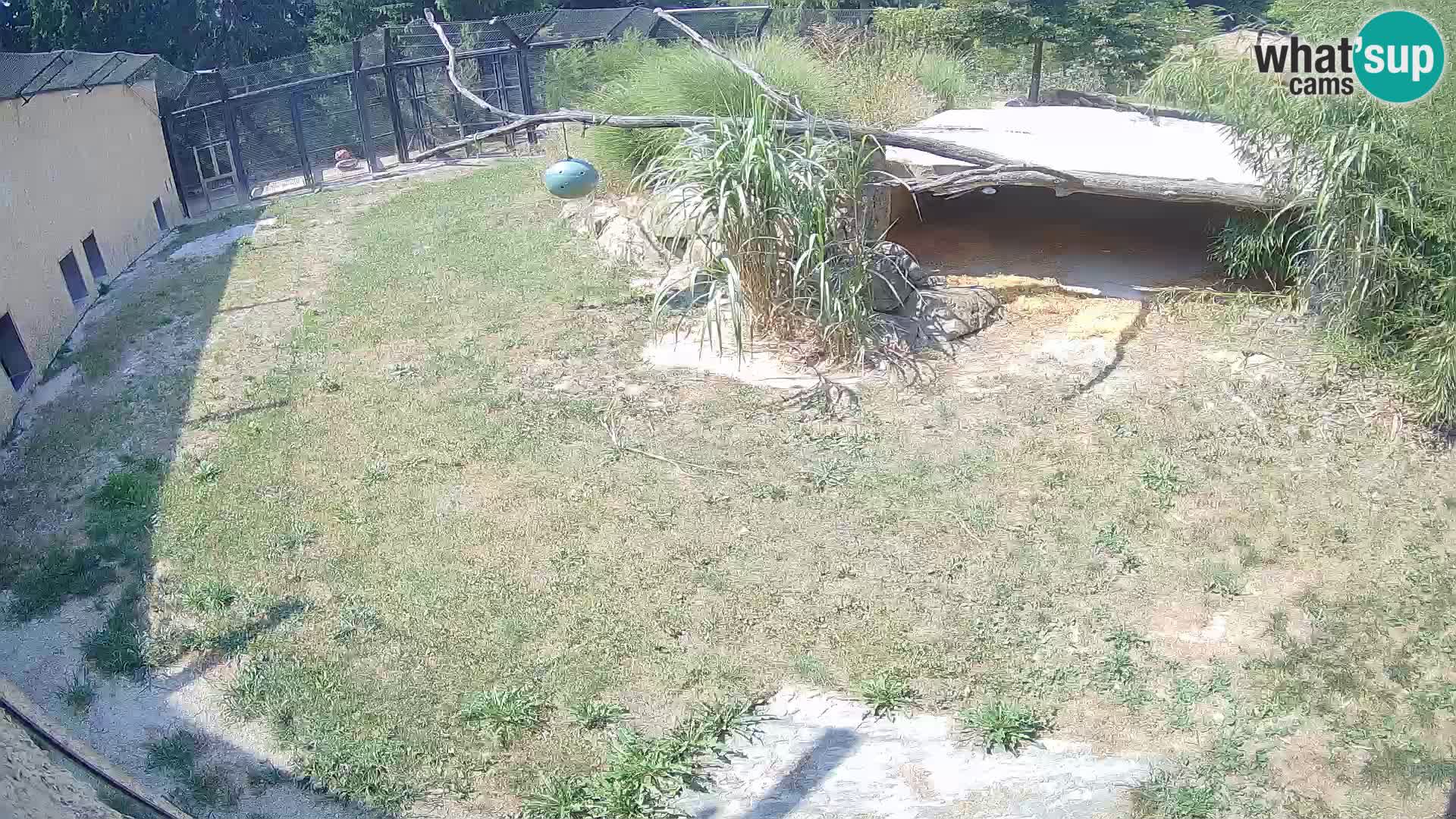 LEON Webcam en vivo en Ljubljana Zoo – Eslovenia
