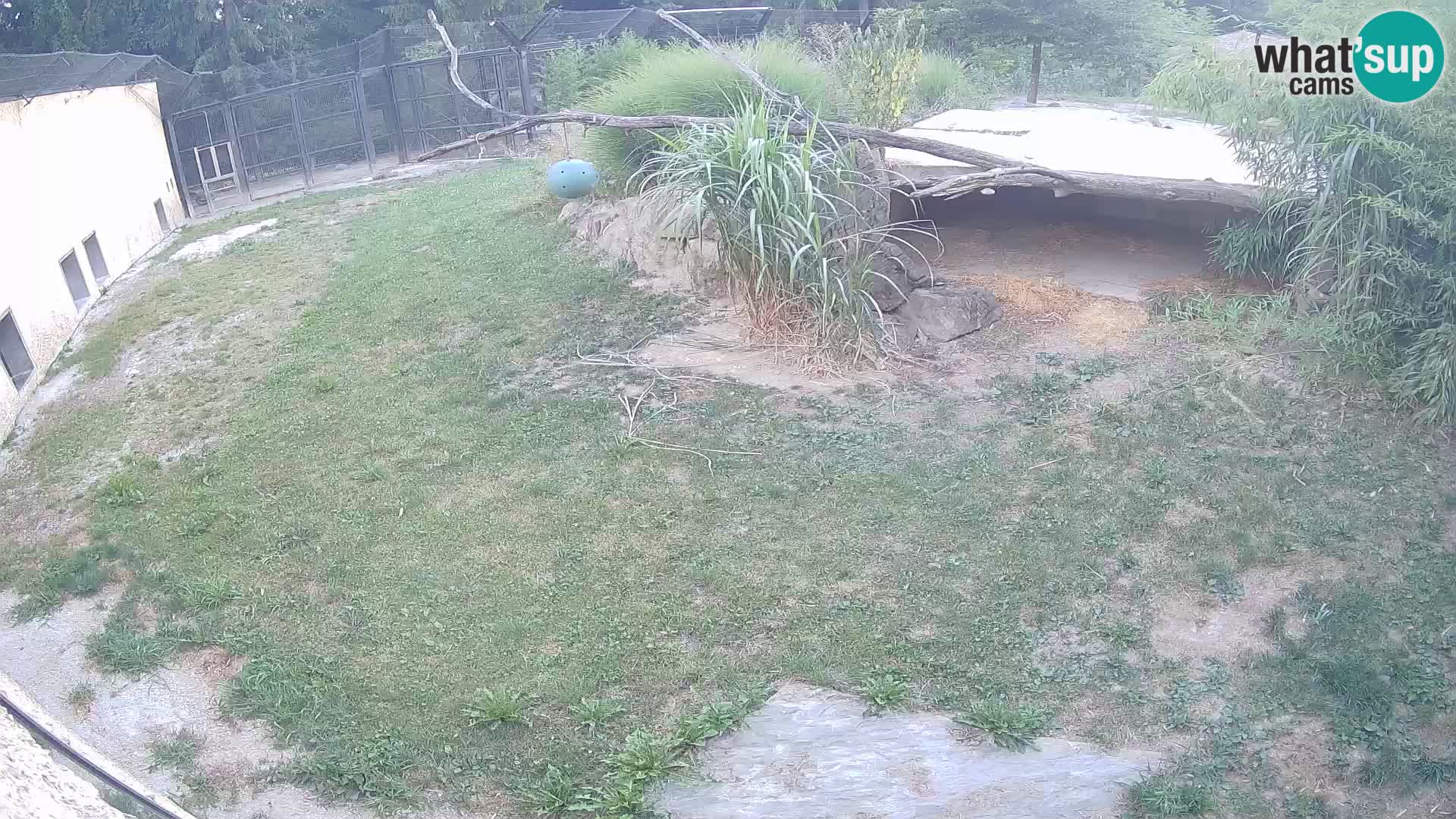 LION webcam en direct du zoo de Ljubljana – Slovénie