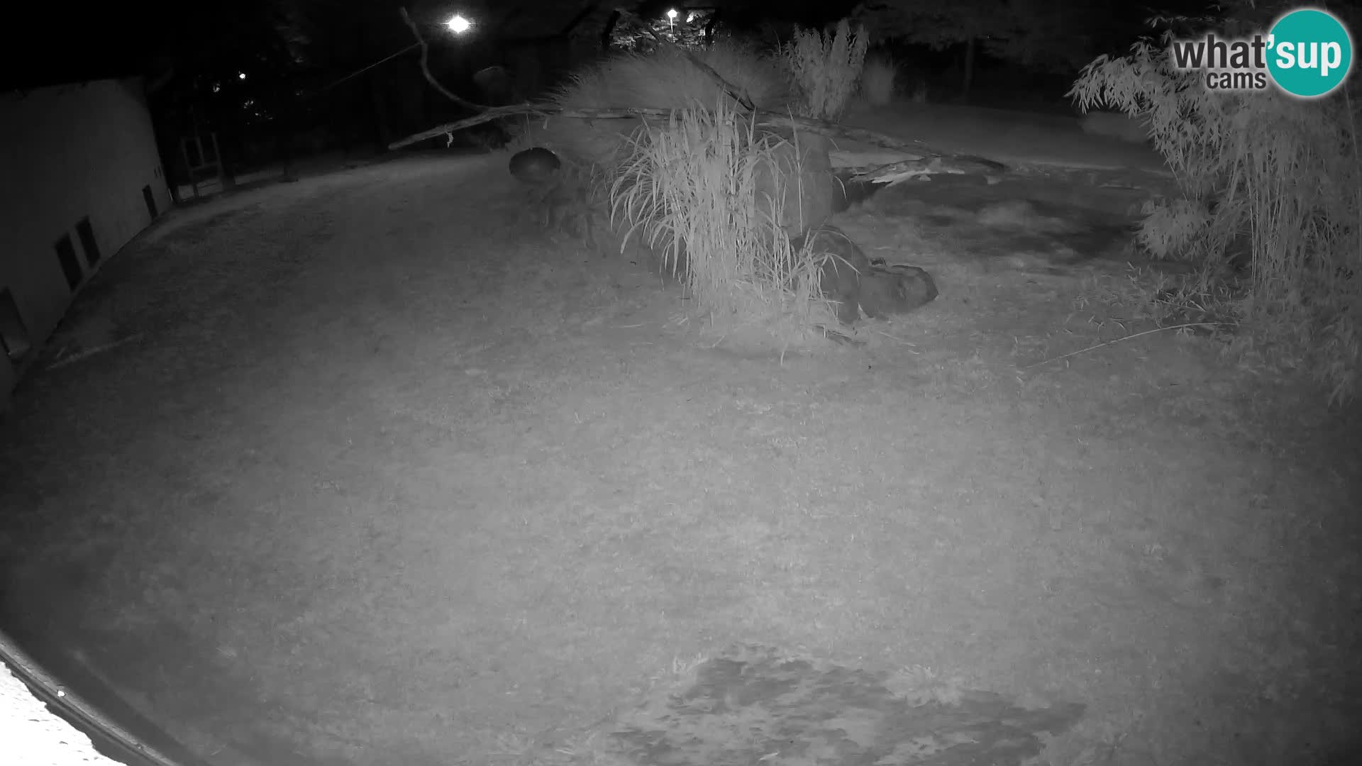 LION live Webcam in Ljubljana Zoo – Slovenia