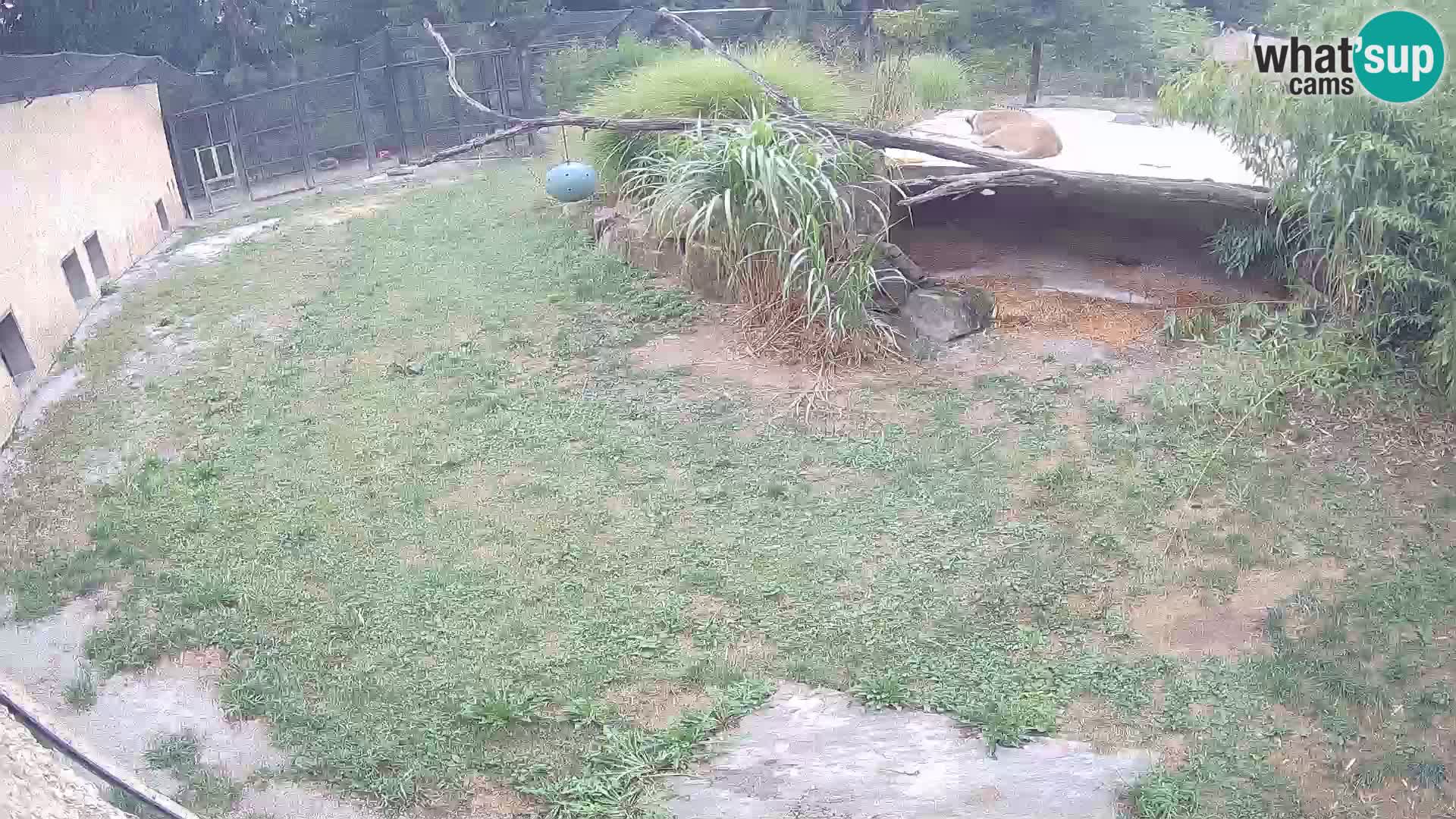 LION live Webcam in Ljubljana Zoo – Slovenia