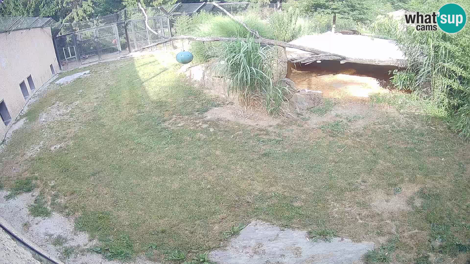 LEVI spletna kamera v živalskem vrtu Ljubljana Zoo