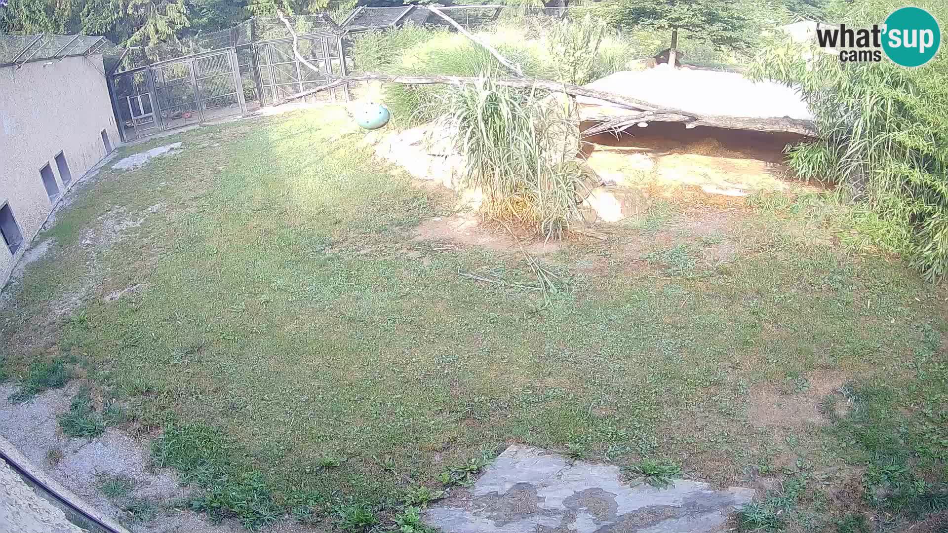 LEONE live Webcam nello zoo di Lubiana – Slovenia