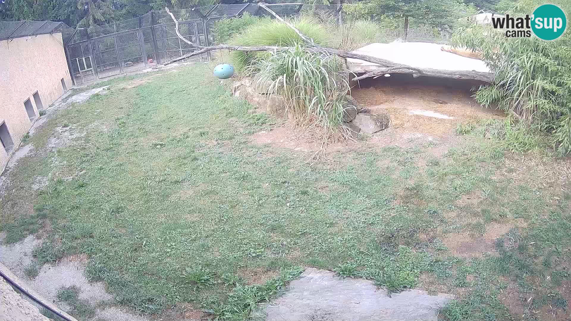 LEONE live Webcam nello zoo di Lubiana – Slovenia