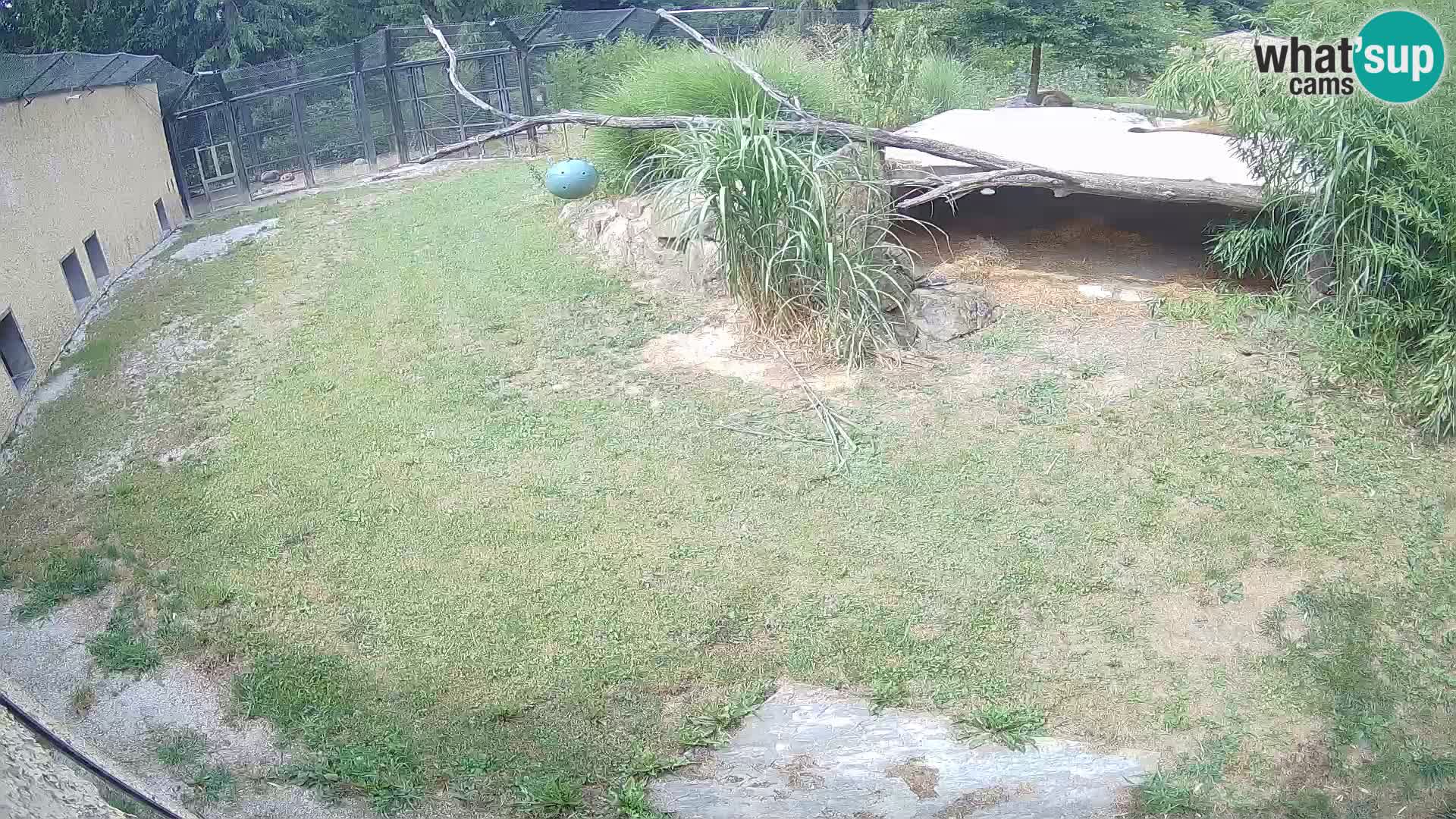 LEON Webcam en vivo en Ljubljana Zoo – Eslovenia