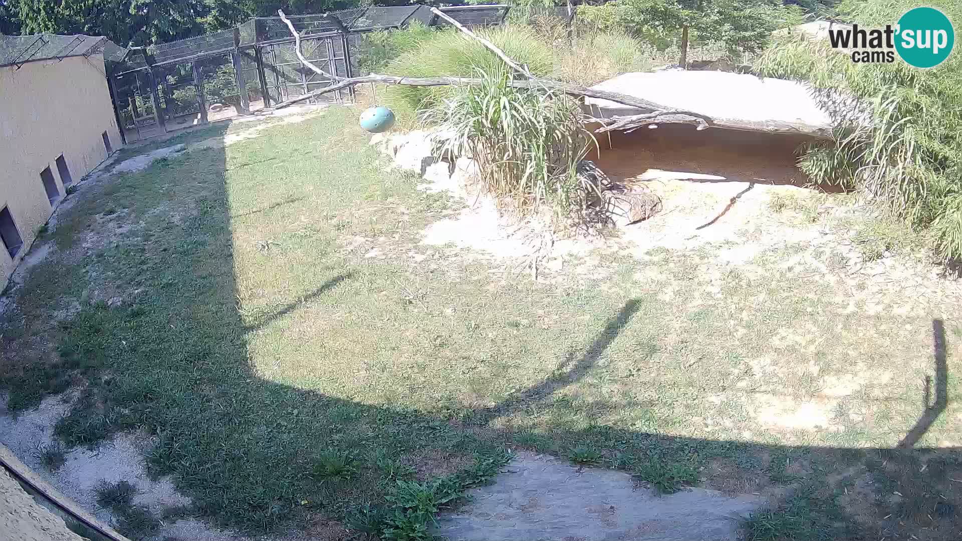 Löwe live Webcam im Zoo von Ljubljana – Slowenien