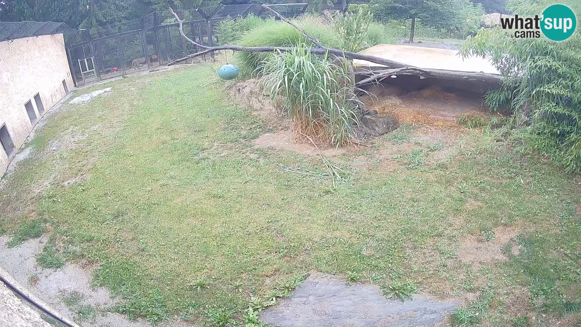 LEONE live Webcam nello zoo di Lubiana – Slovenia