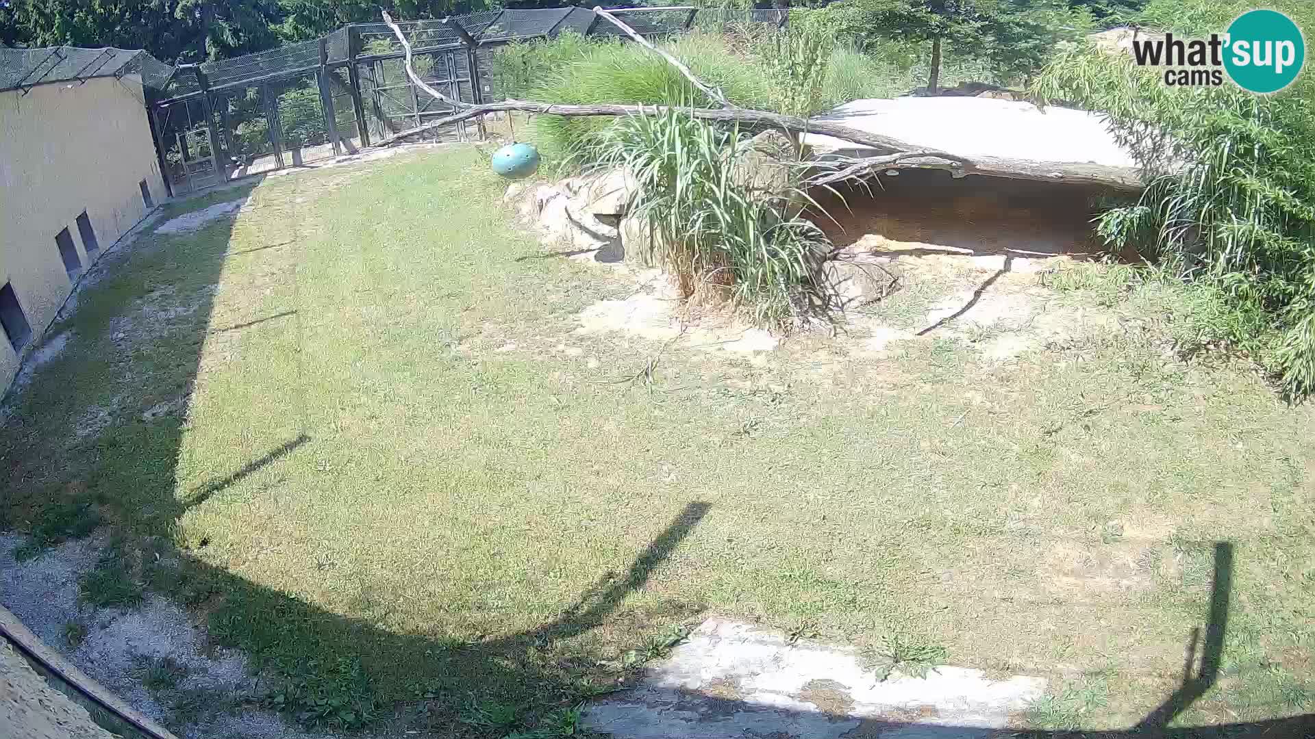LION webcam en direct du zoo de Ljubljana – Slovénie