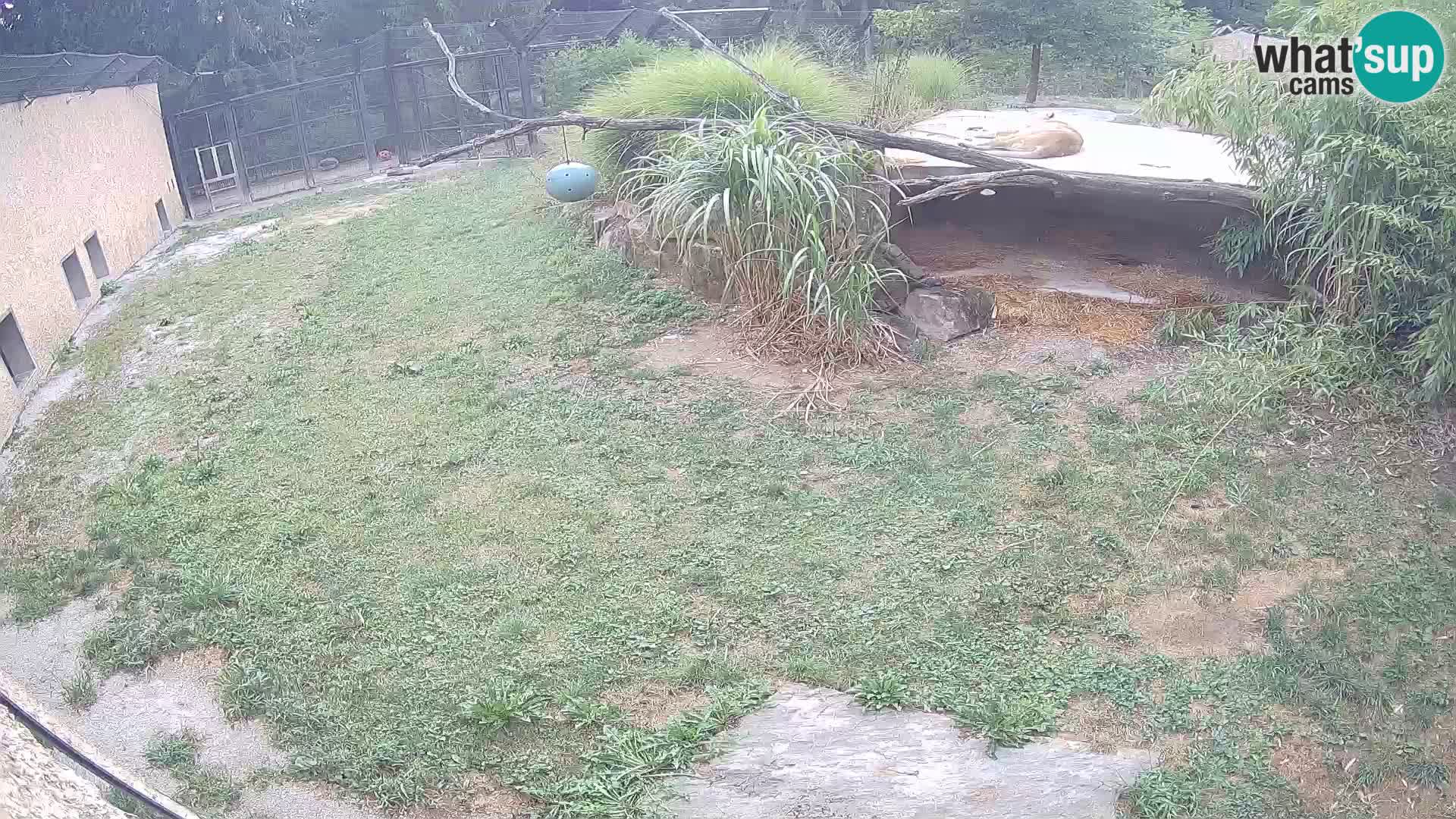 LION webcam en direct du zoo de Ljubljana – Slovénie