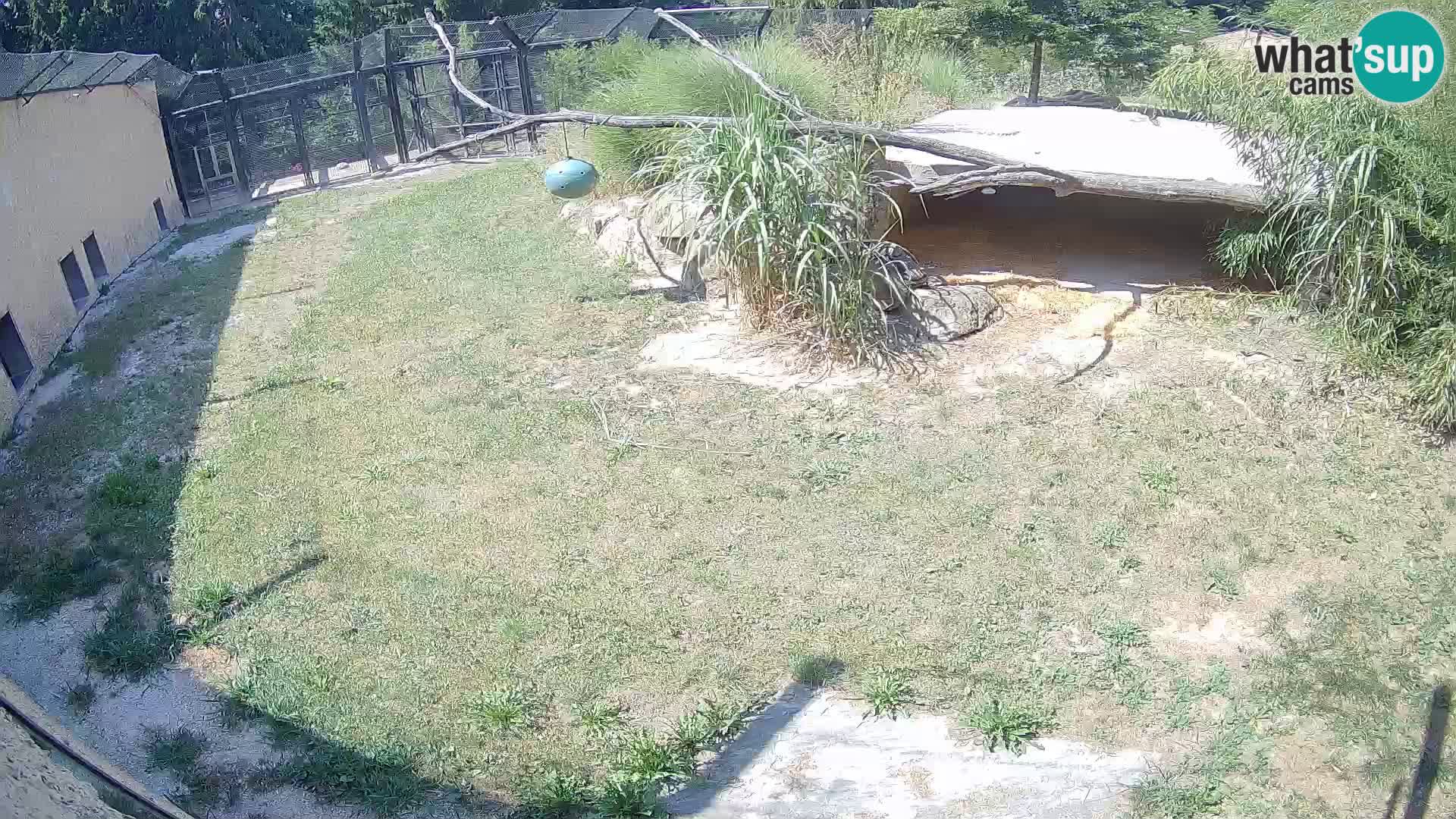 LEONE live Webcam nello zoo di Lubiana – Slovenia