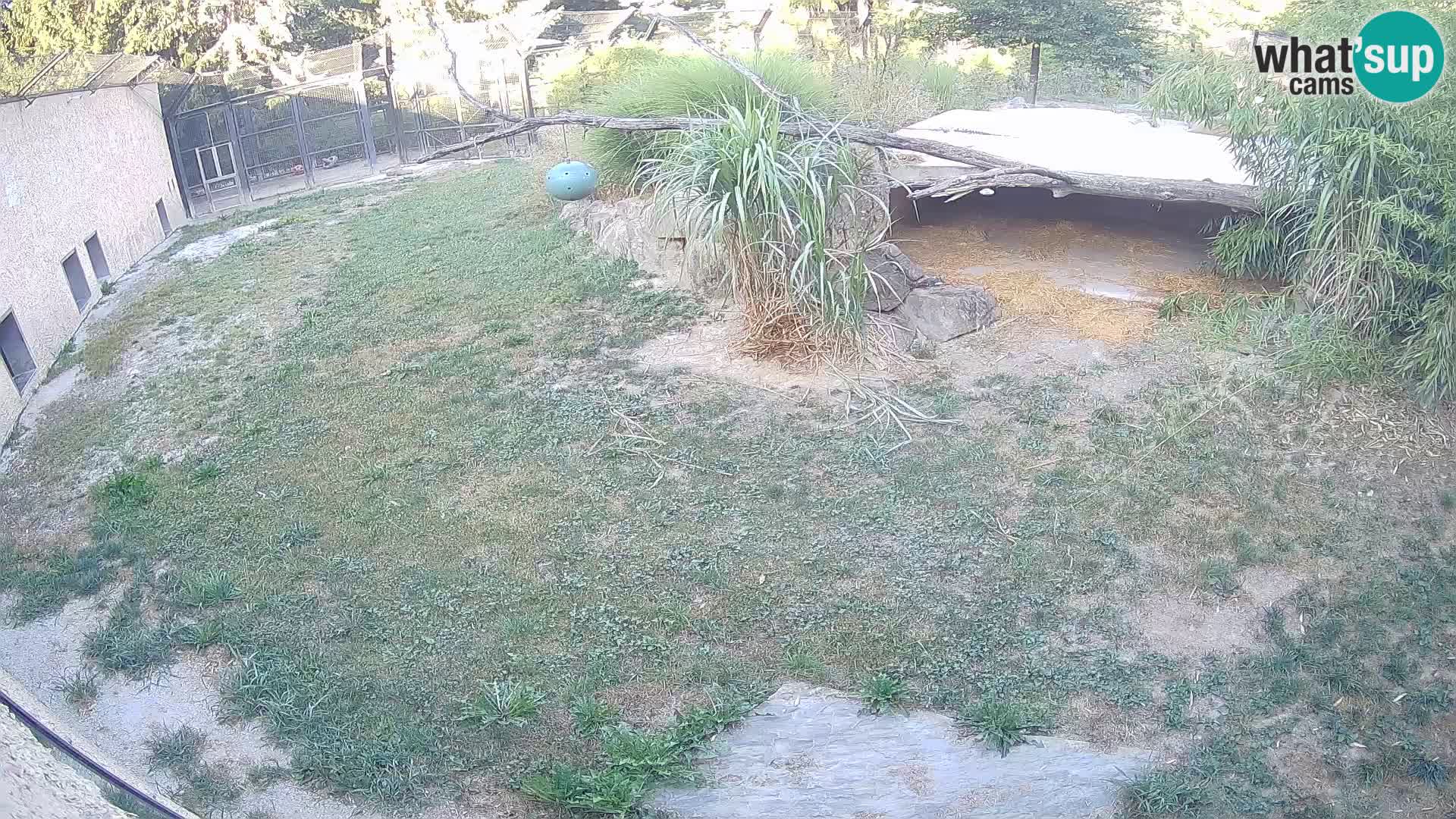 Löwe live Webcam im Zoo von Ljubljana – Slowenien